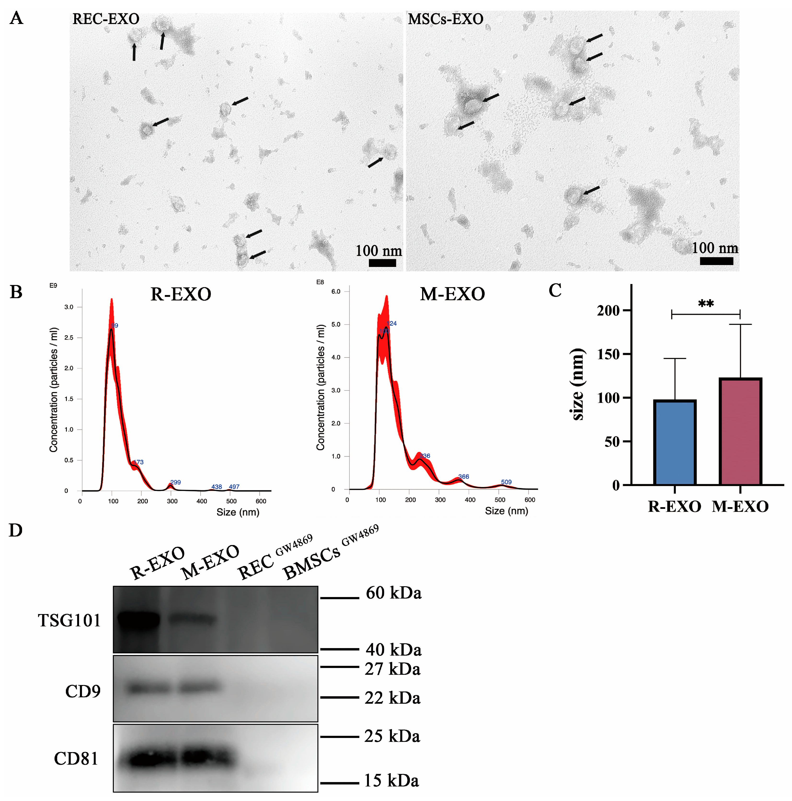 Ijms 24 10294 g005 Ijms 24 10294 g005