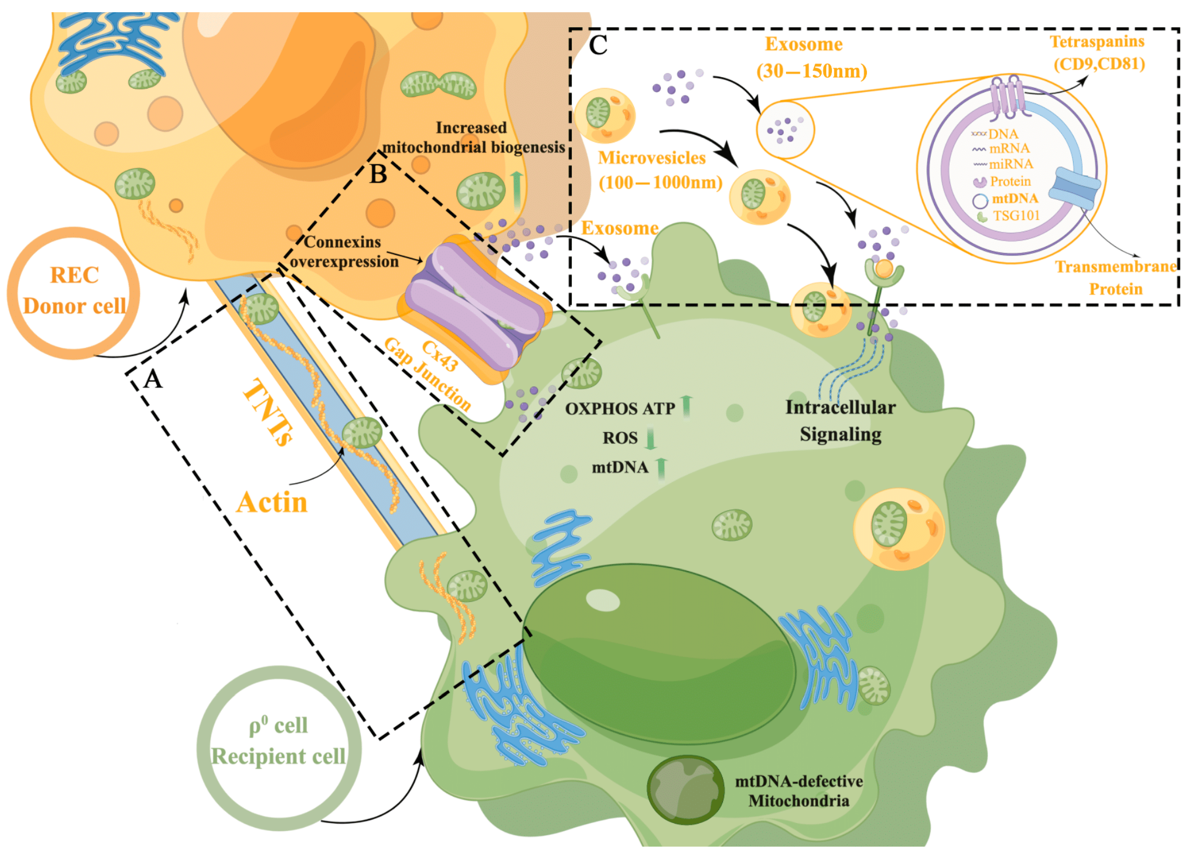 Ijms 24 10294 g009 Ijms 24 10294 g009