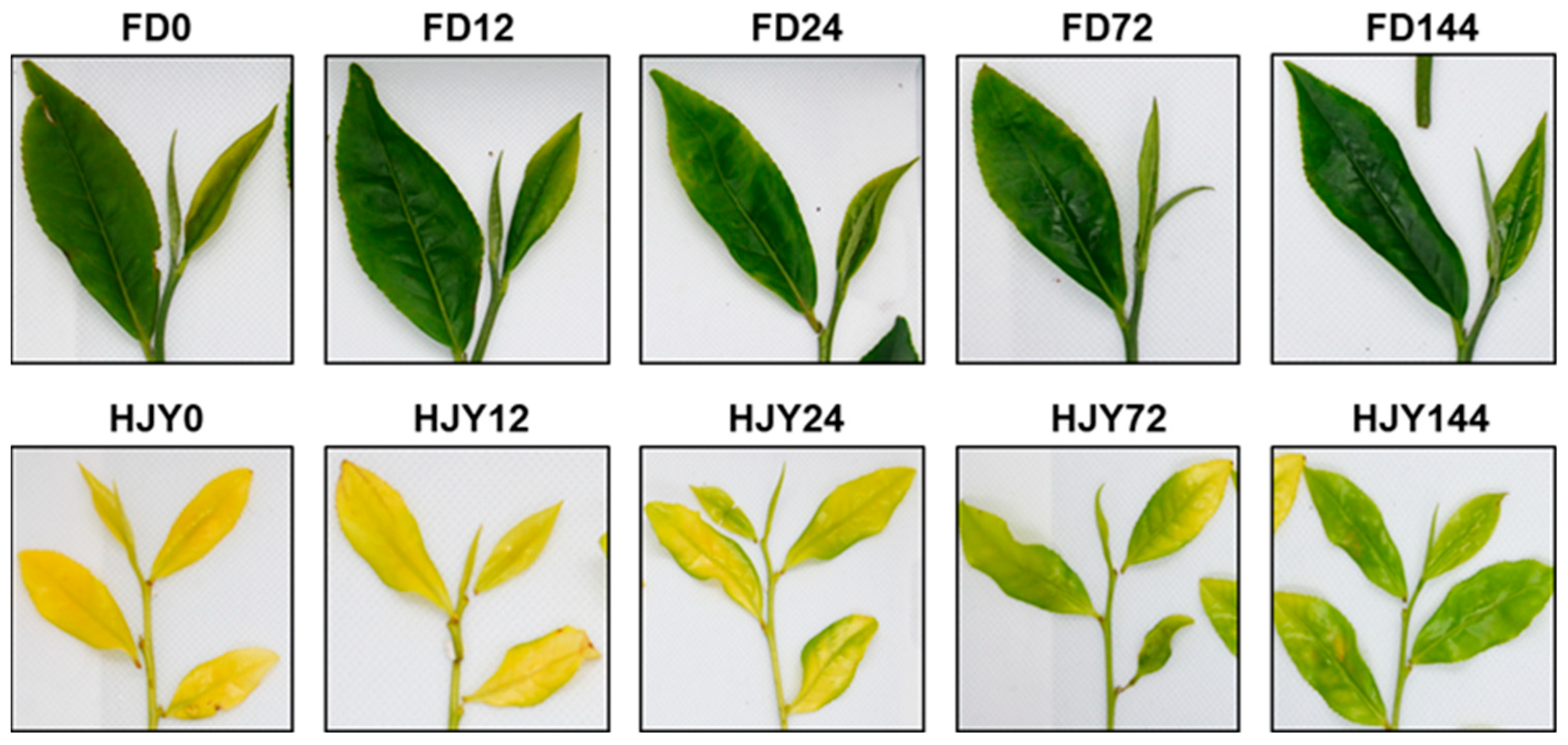 Ijms 24 10314 g001 Ijms 24 10314 g001