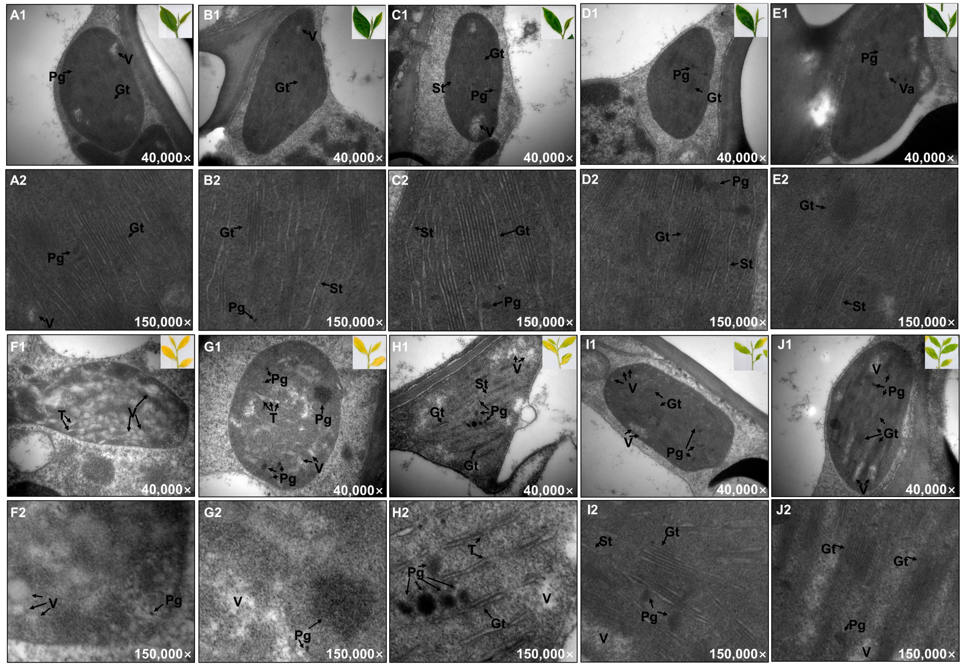 Ijms 24 10314 g004 Ijms 24 10314 g004