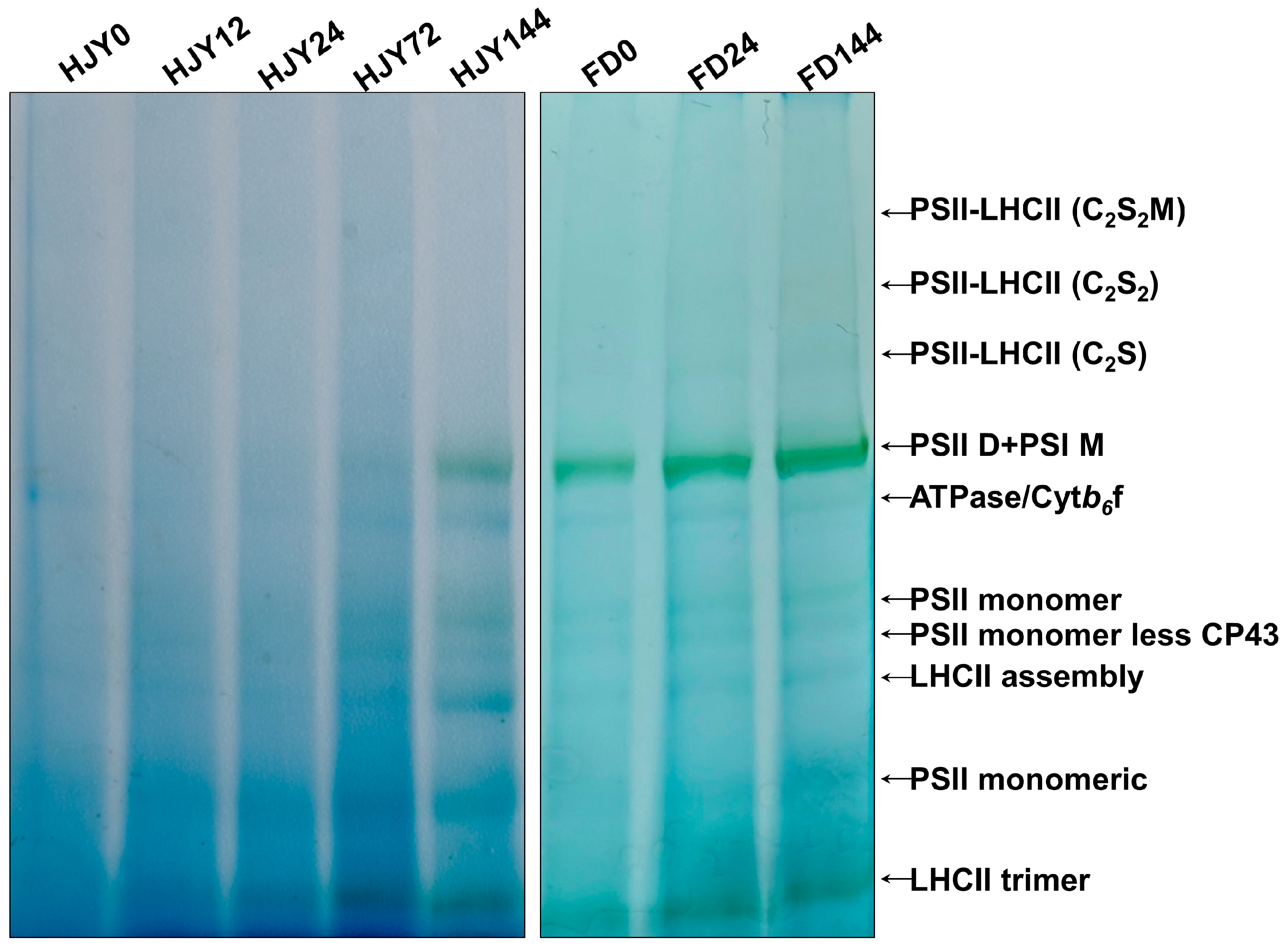 Ijms 24 10314 g005 Ijms 24 10314 g005
