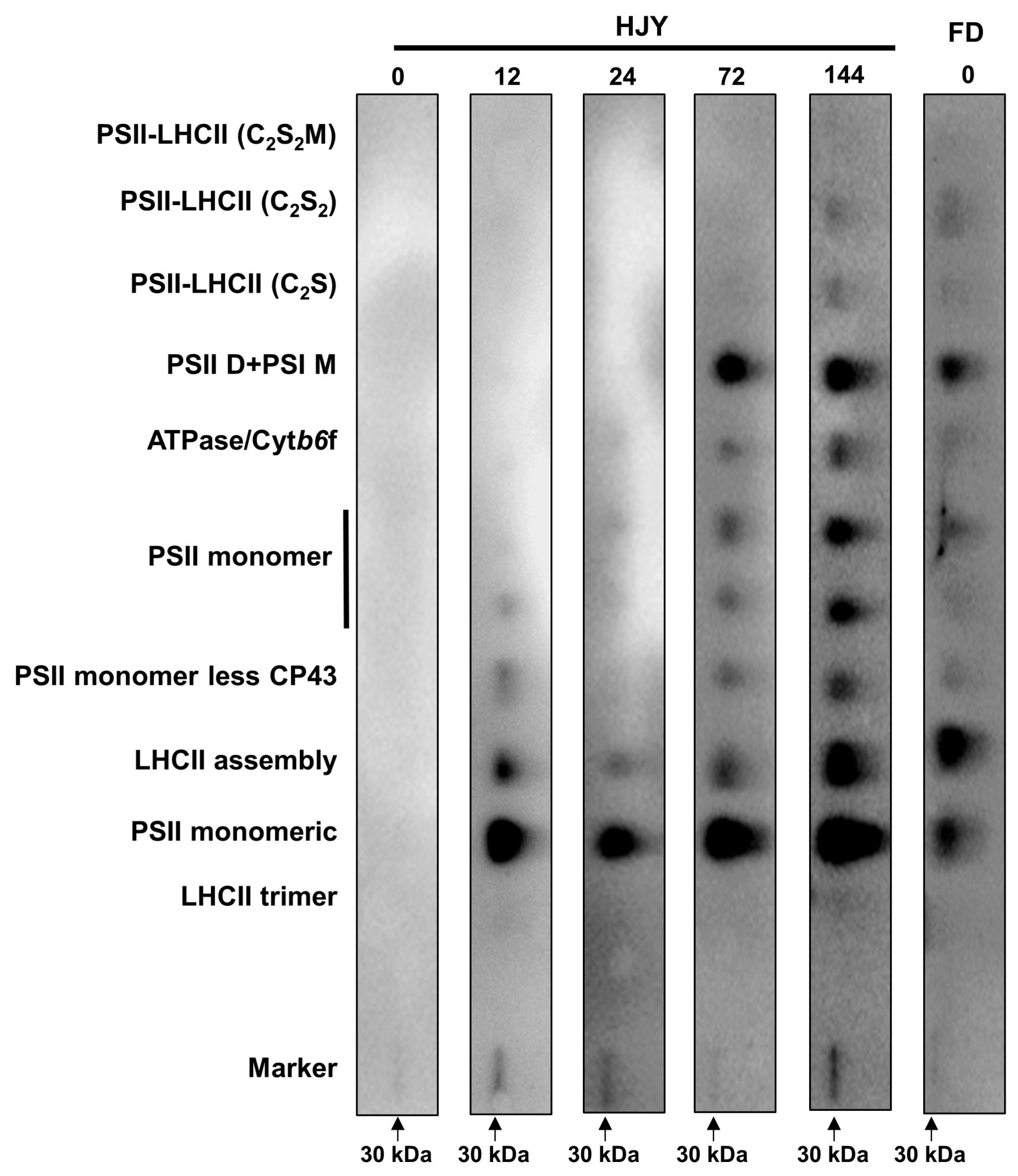 Ijms 24 10314 g006 Ijms 24 10314 g006