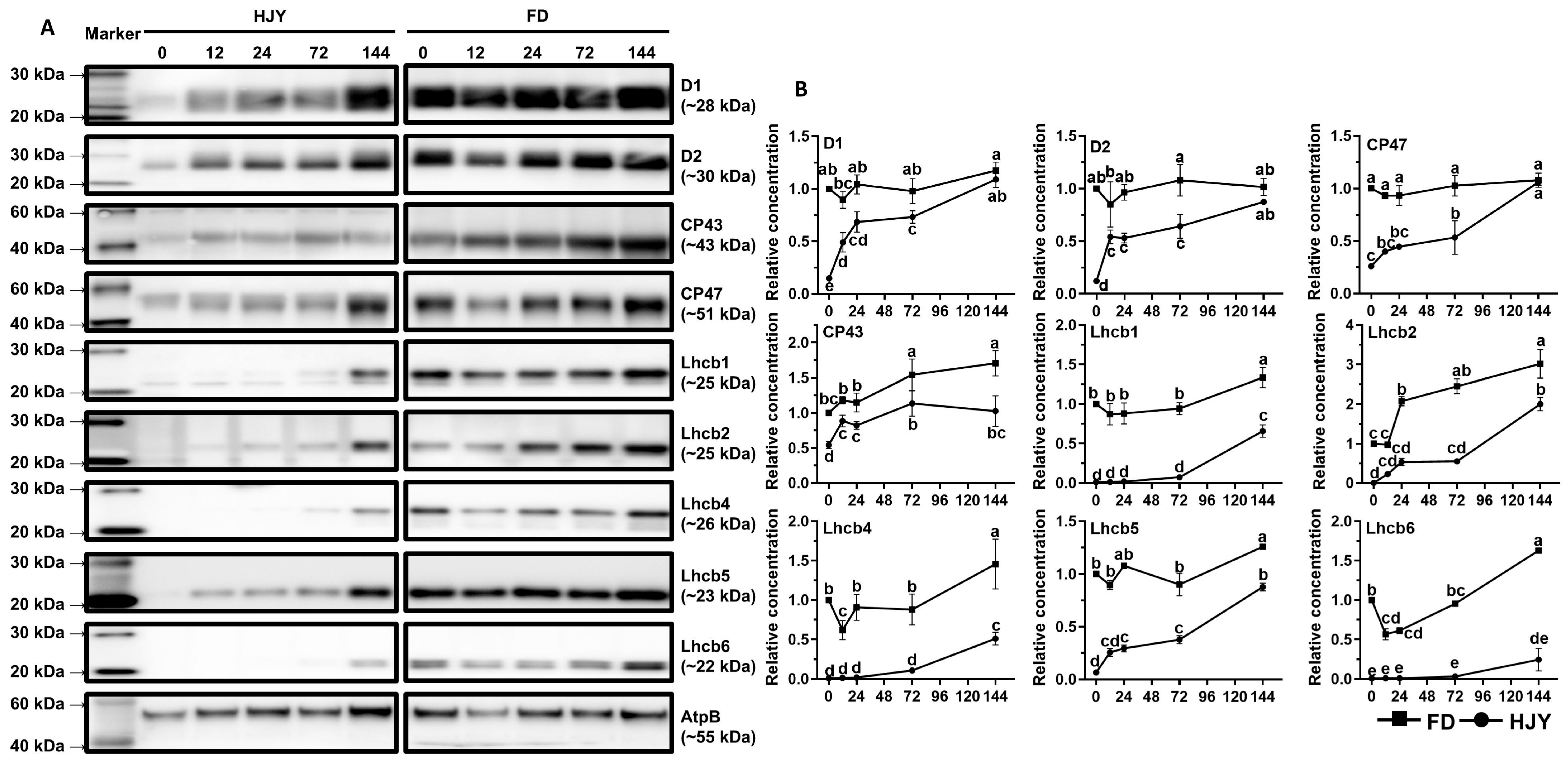 Ijms 24 10314 g007 Ijms 24 10314 g007