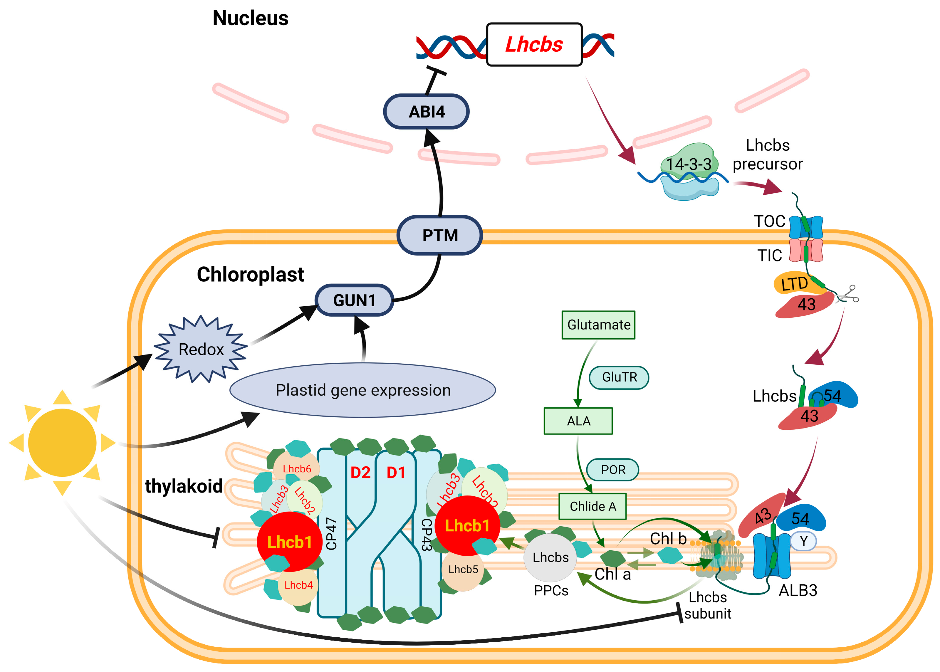 Ijms 24 10314 g011 Ijms 24 10314 g011
