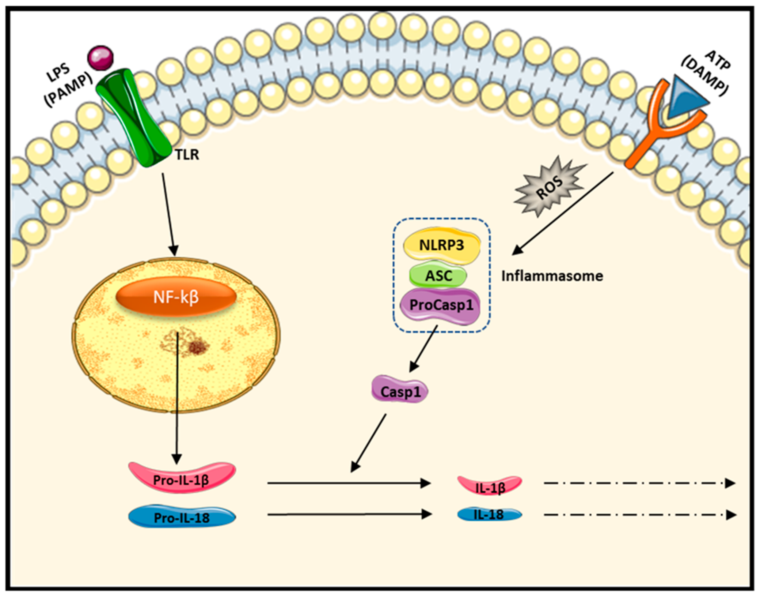 Ijms 24 10340 g010 Ijms 24 10340 g010