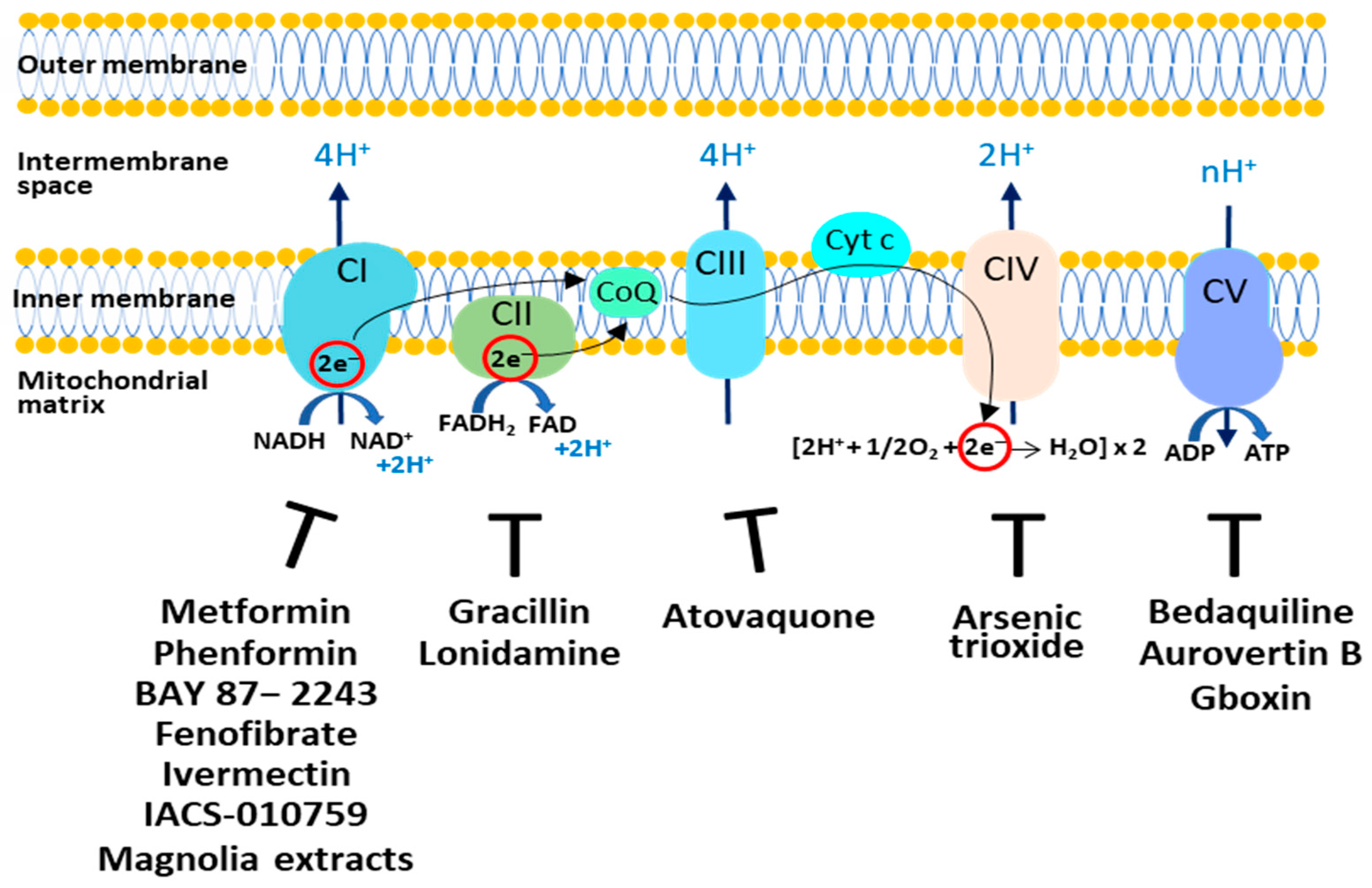 Ijms 24 10420 g001 Ijms 24 10420 g001
