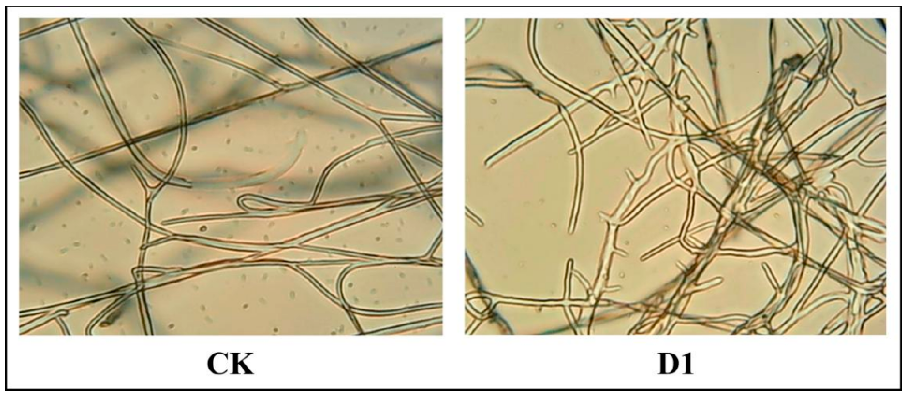 Ijms 24 10442 g006 Ijms 24 10442 g006