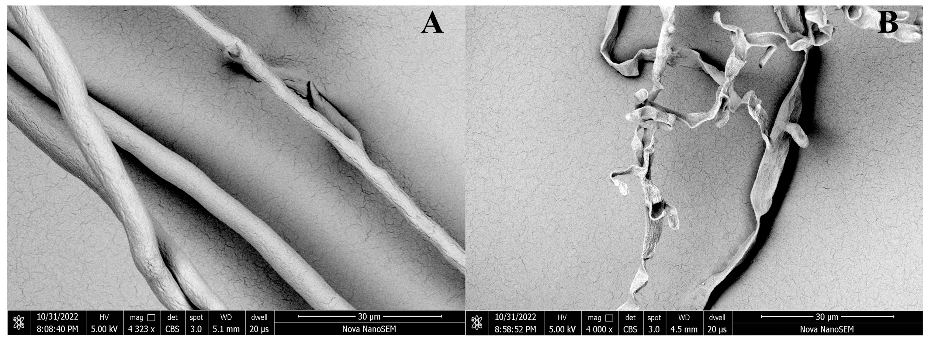 Ijms 24 10442 g010 Ijms 24 10442 g010