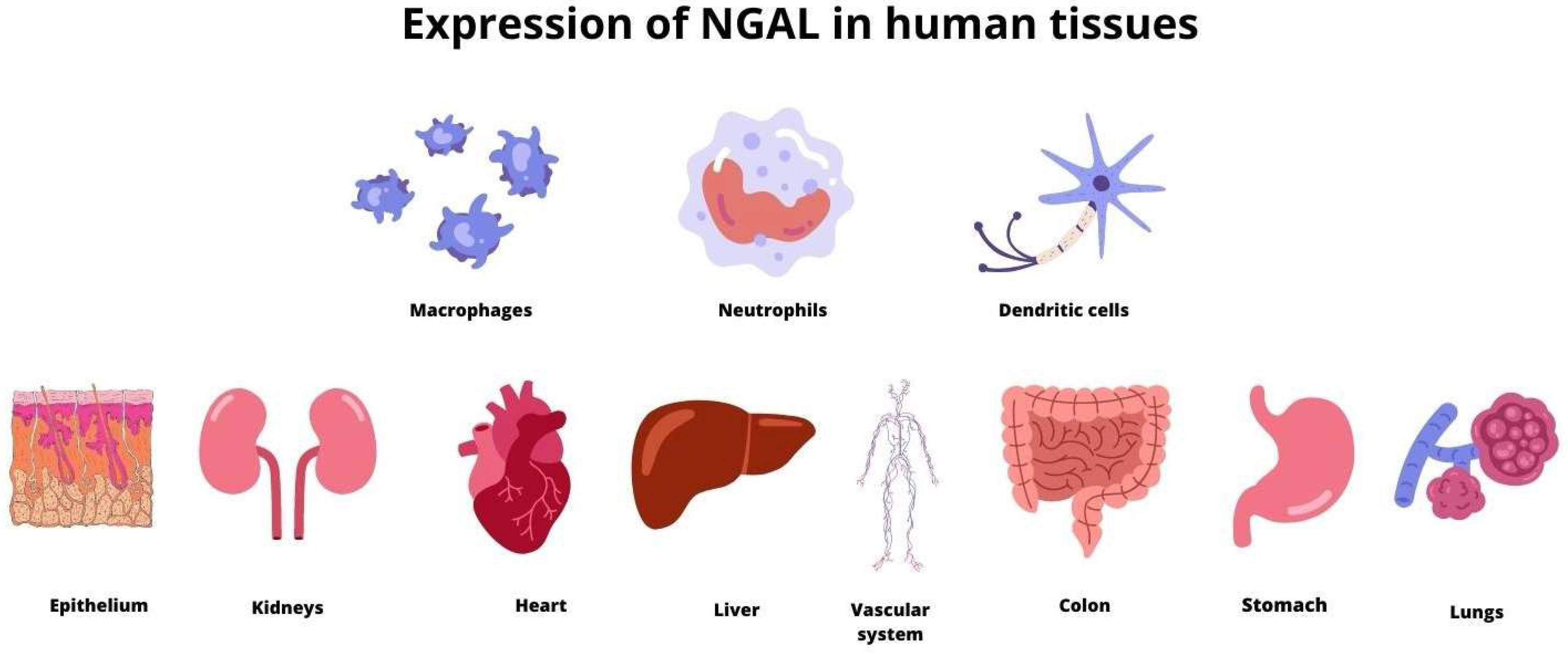 Ijms 24 10470 g001 Ijms 24 10470 g001