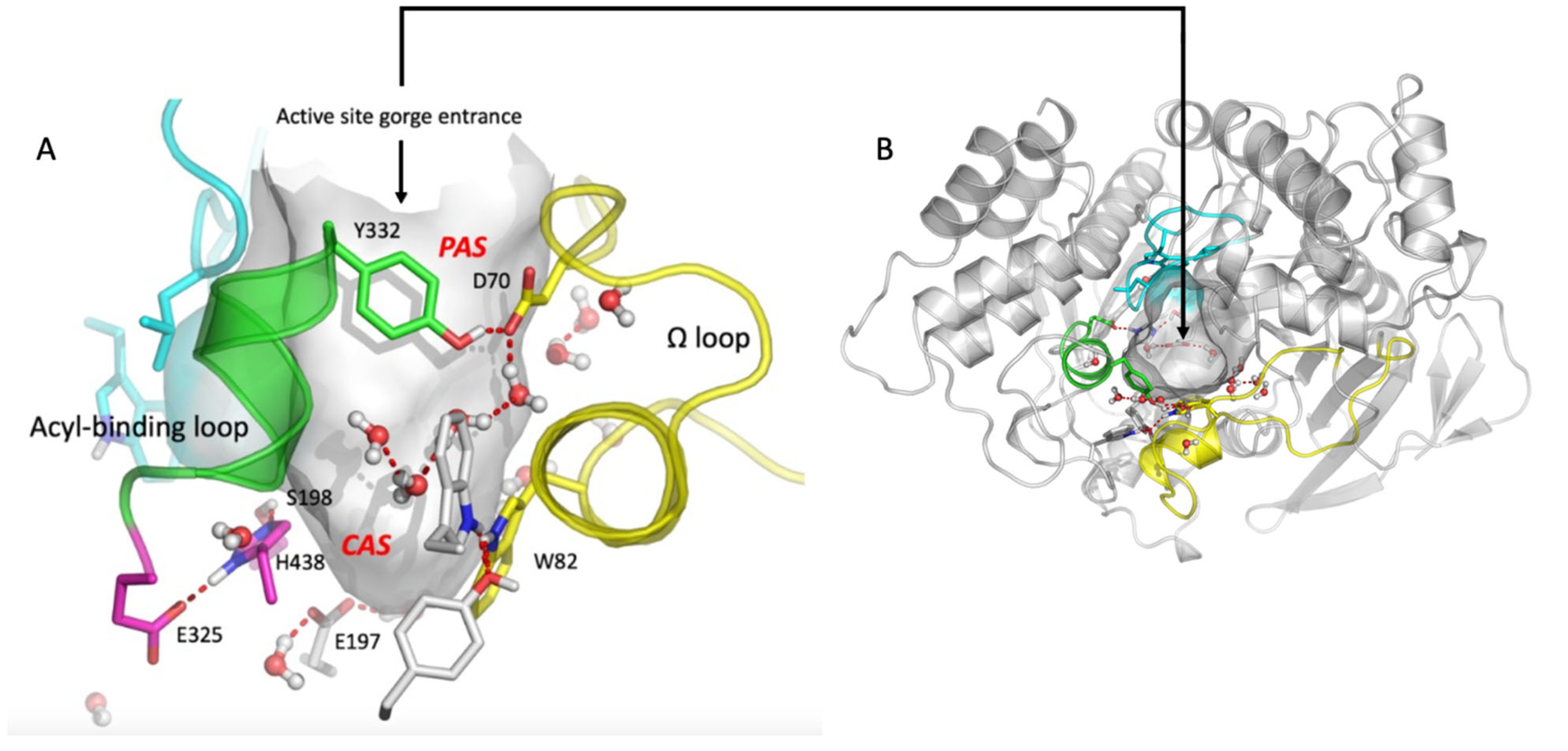 Ijms 24 10472 g001 Ijms 24 10472 g001