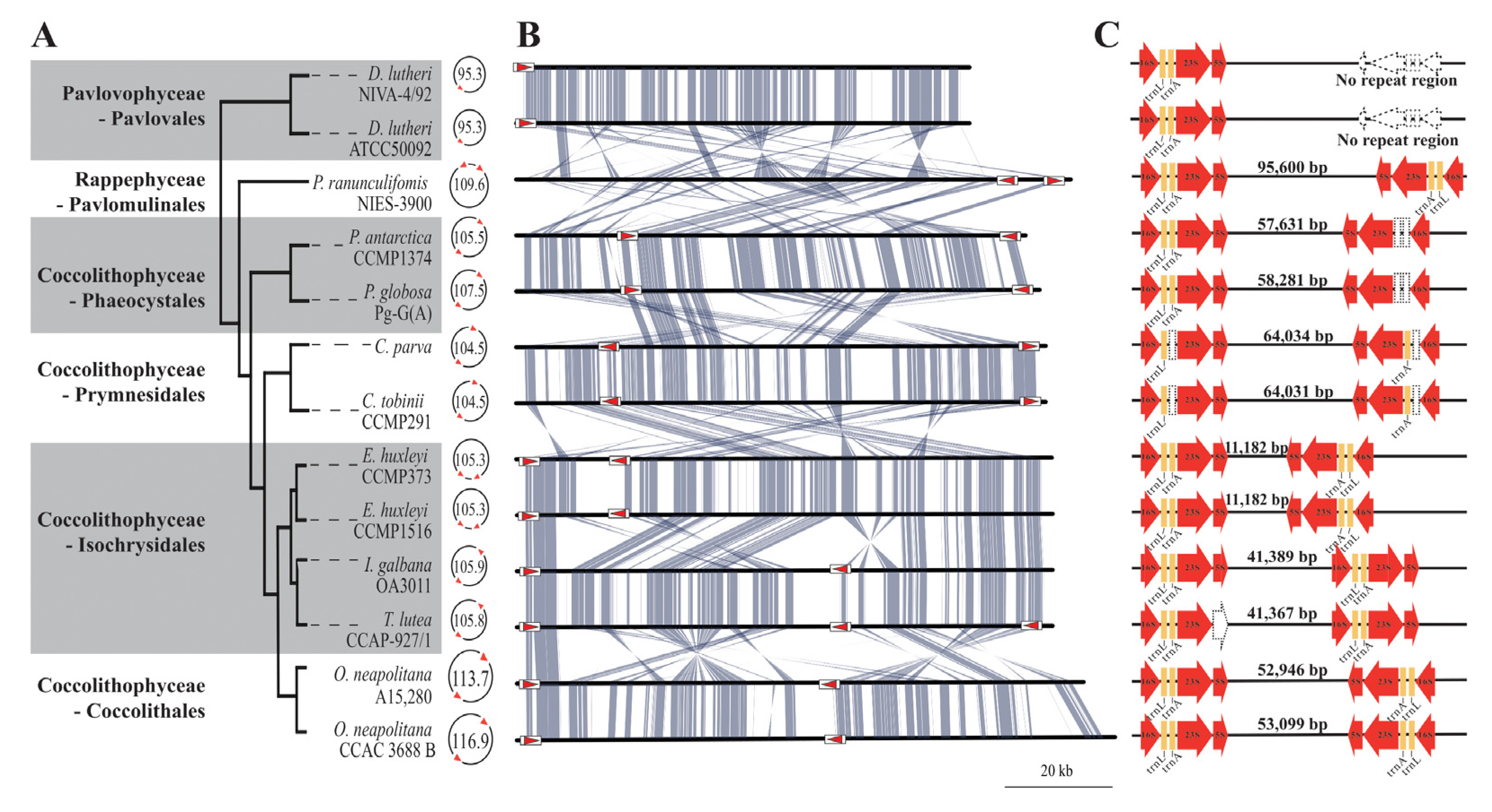 Ijms 24 10485 g004 Ijms 24 10485 g004