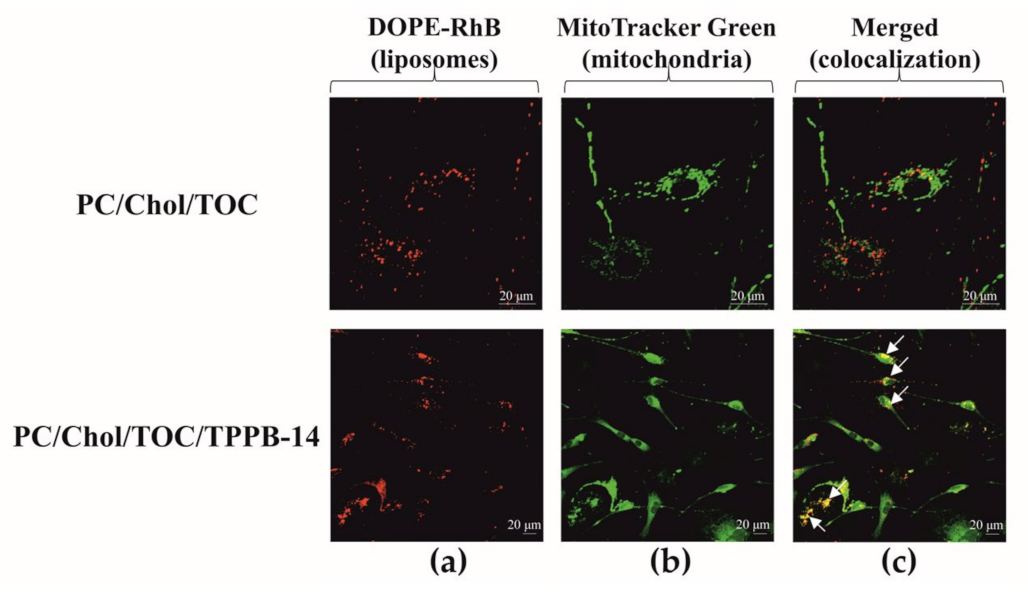 Ijms 24 10494 g005 Ijms 24 10494 g005