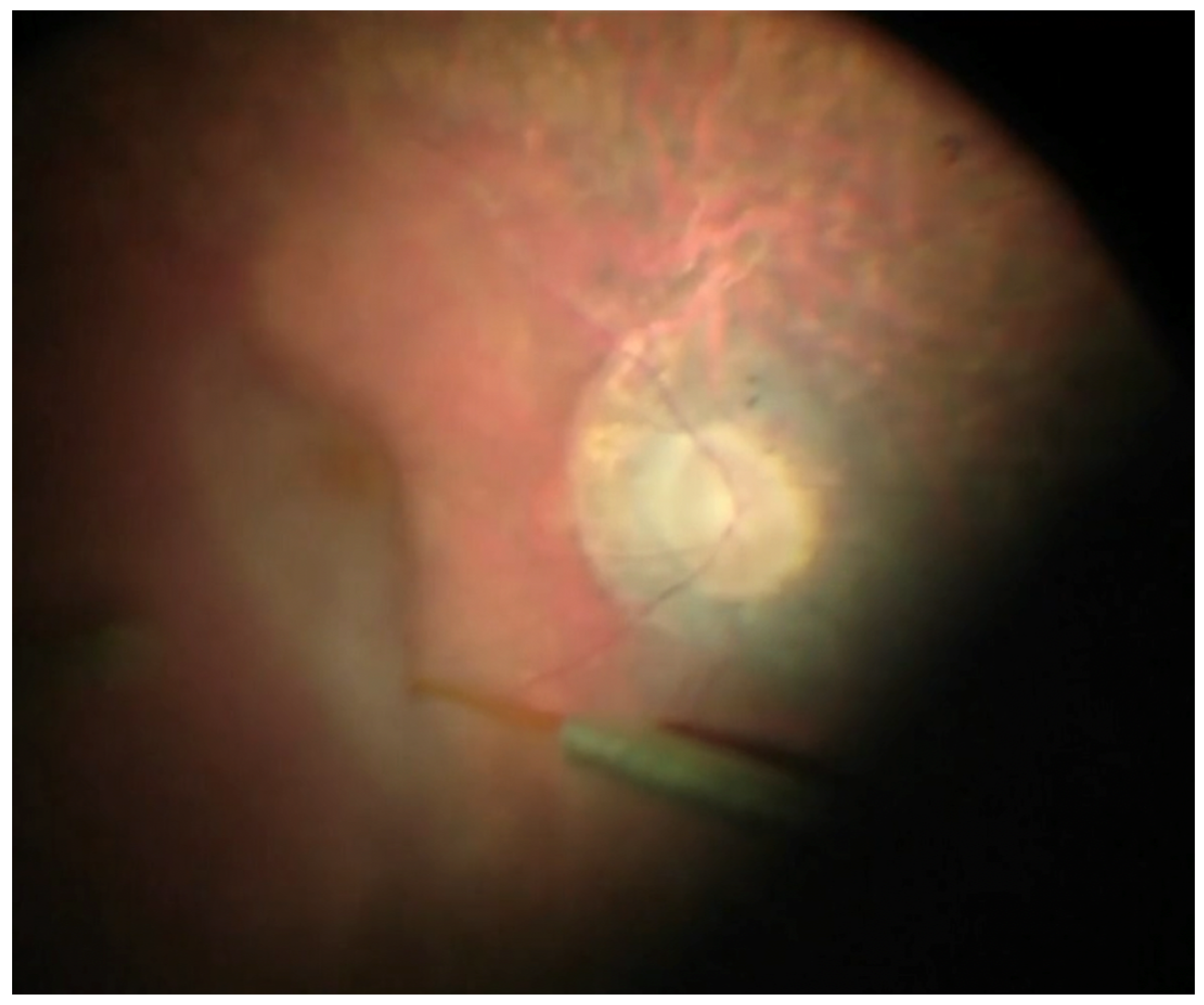 Ijms 24 10535 g001 Ijms 24 10535 g001