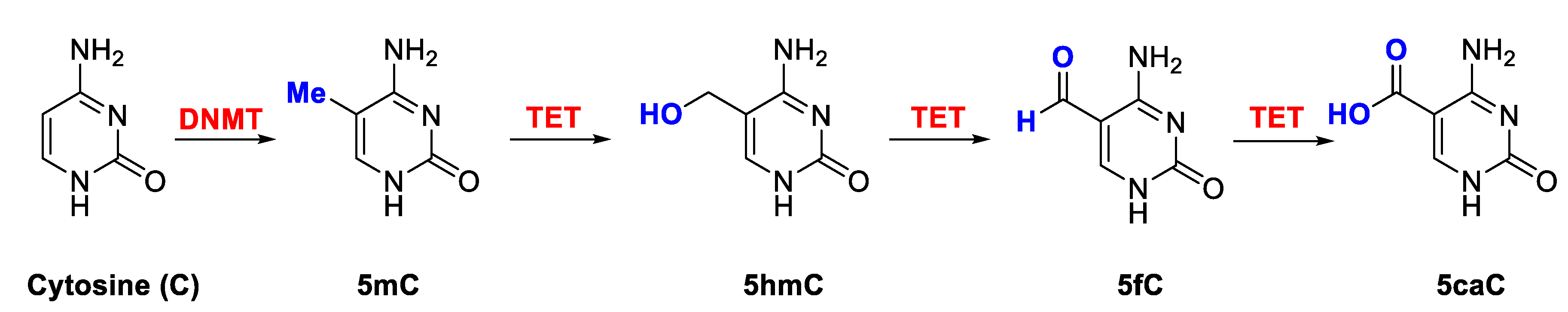 Ijms 24 10546 g003 Ijms 24 10546 g003