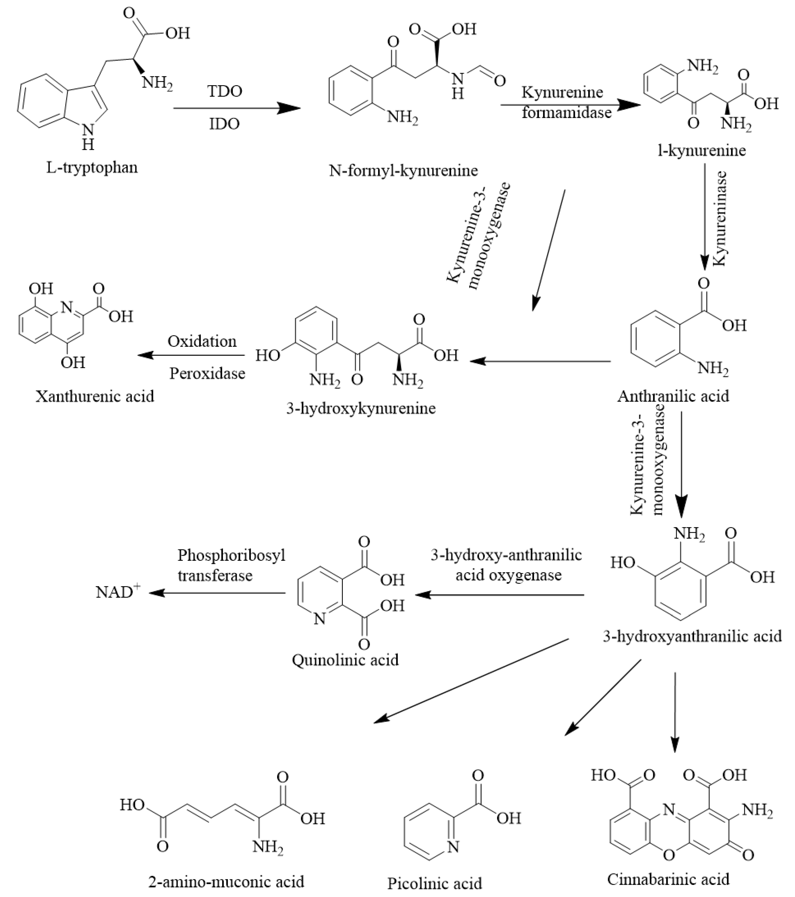 Ijms 24 10546 g005 Ijms 24 10546 g005