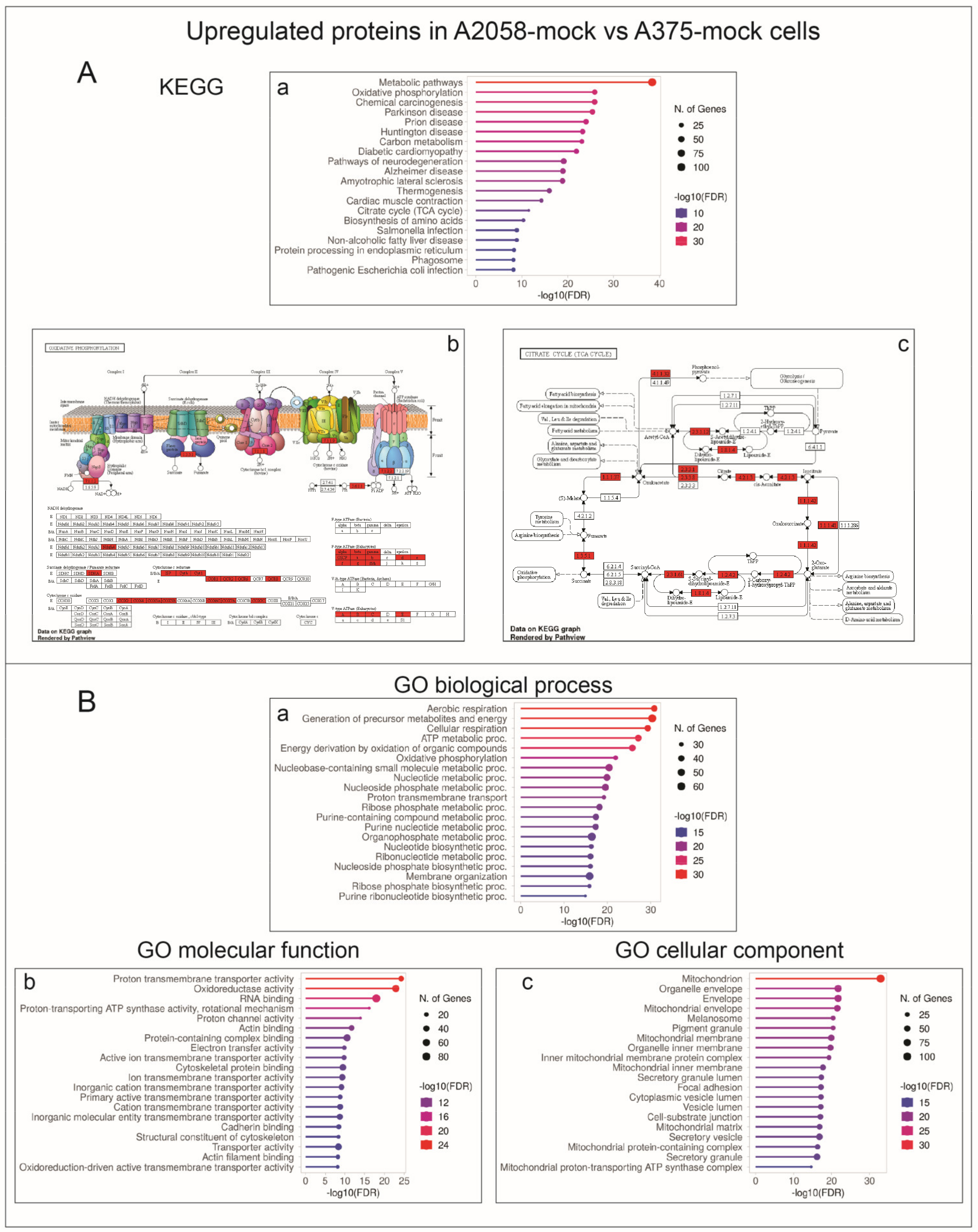 Ijms 24 10555 g003 Ijms 24 10555 g003