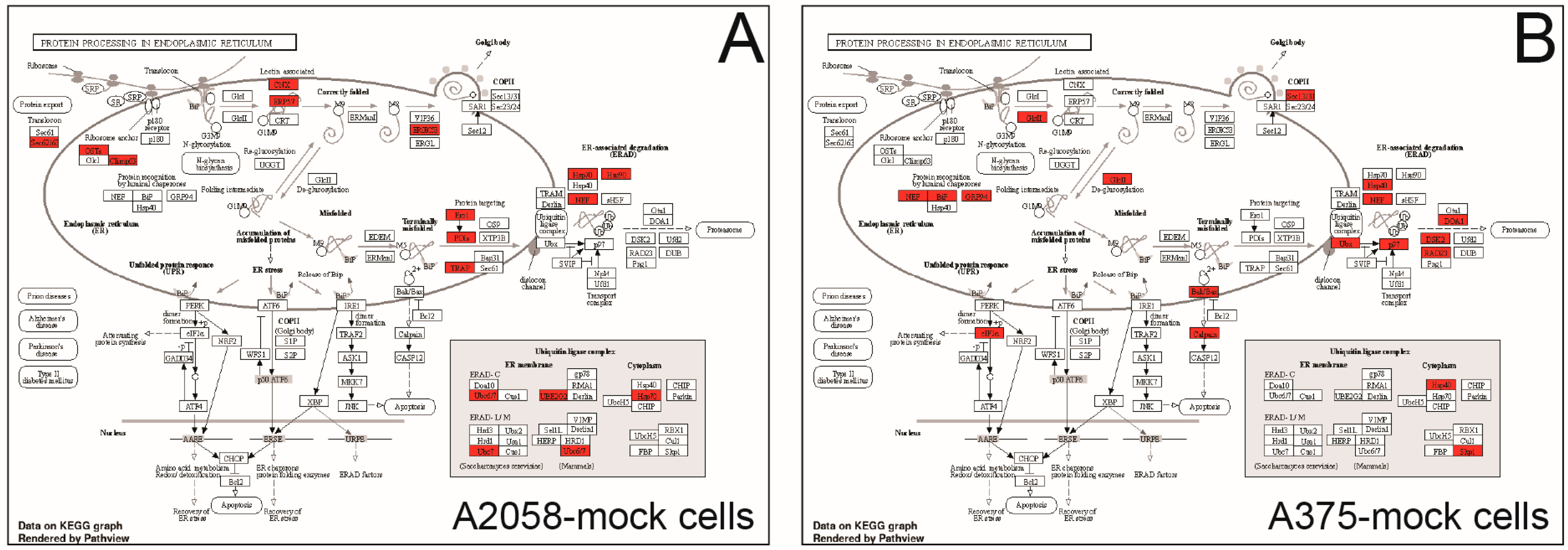 Ijms 24 10555 g005 Ijms 24 10555 g005