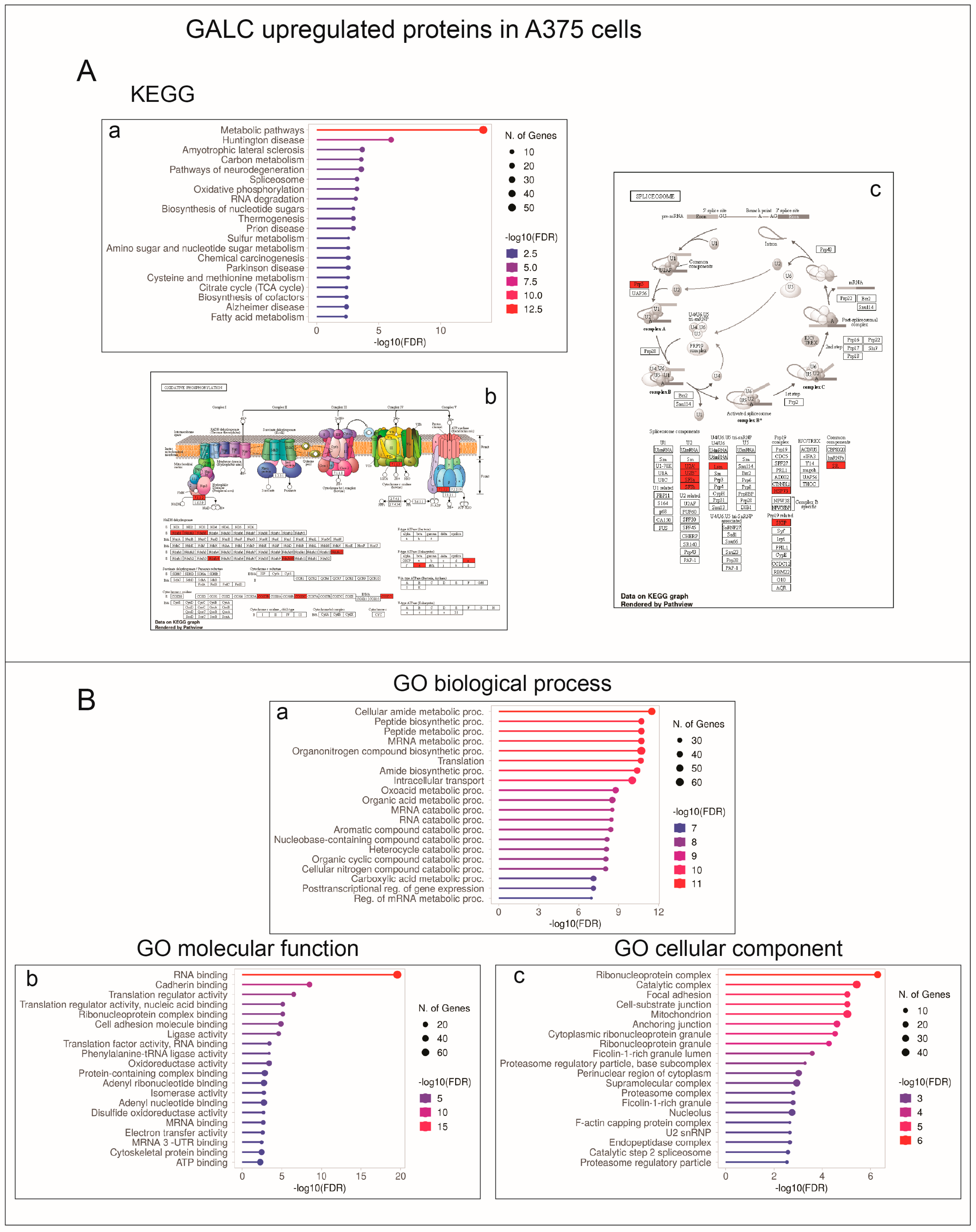Ijms 24 10555 g007 Ijms 24 10555 g007