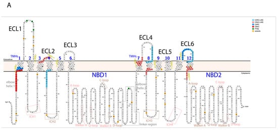Ijms 24 10627 g001a Ijms 24 10627 g001a