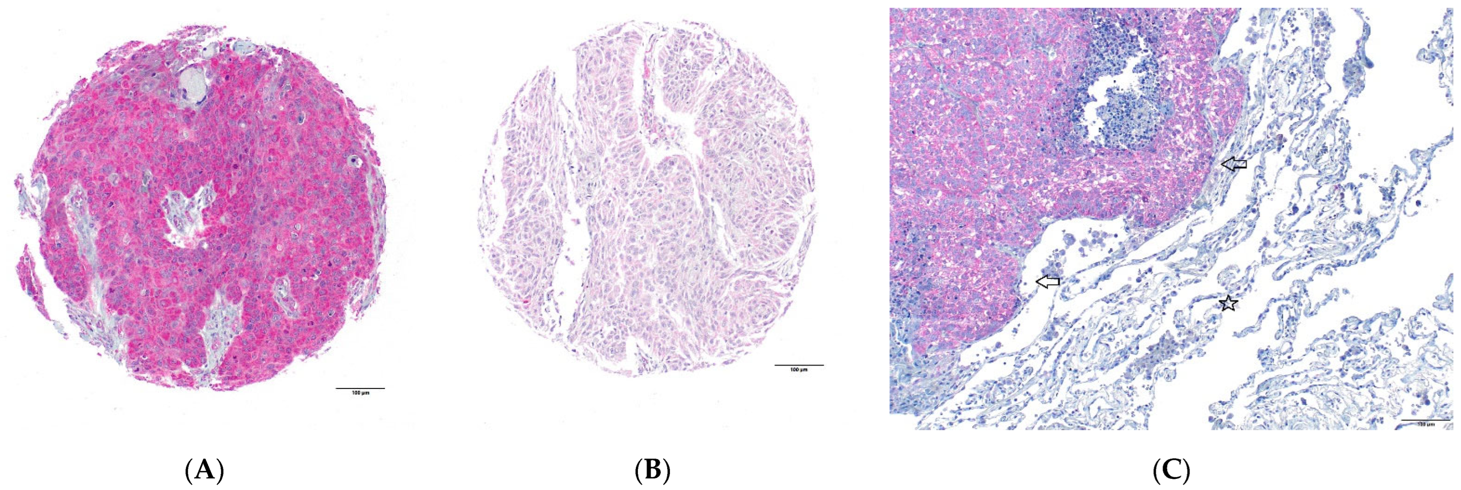 Ijms 24 10639 g003 Ijms 24 10639 g003