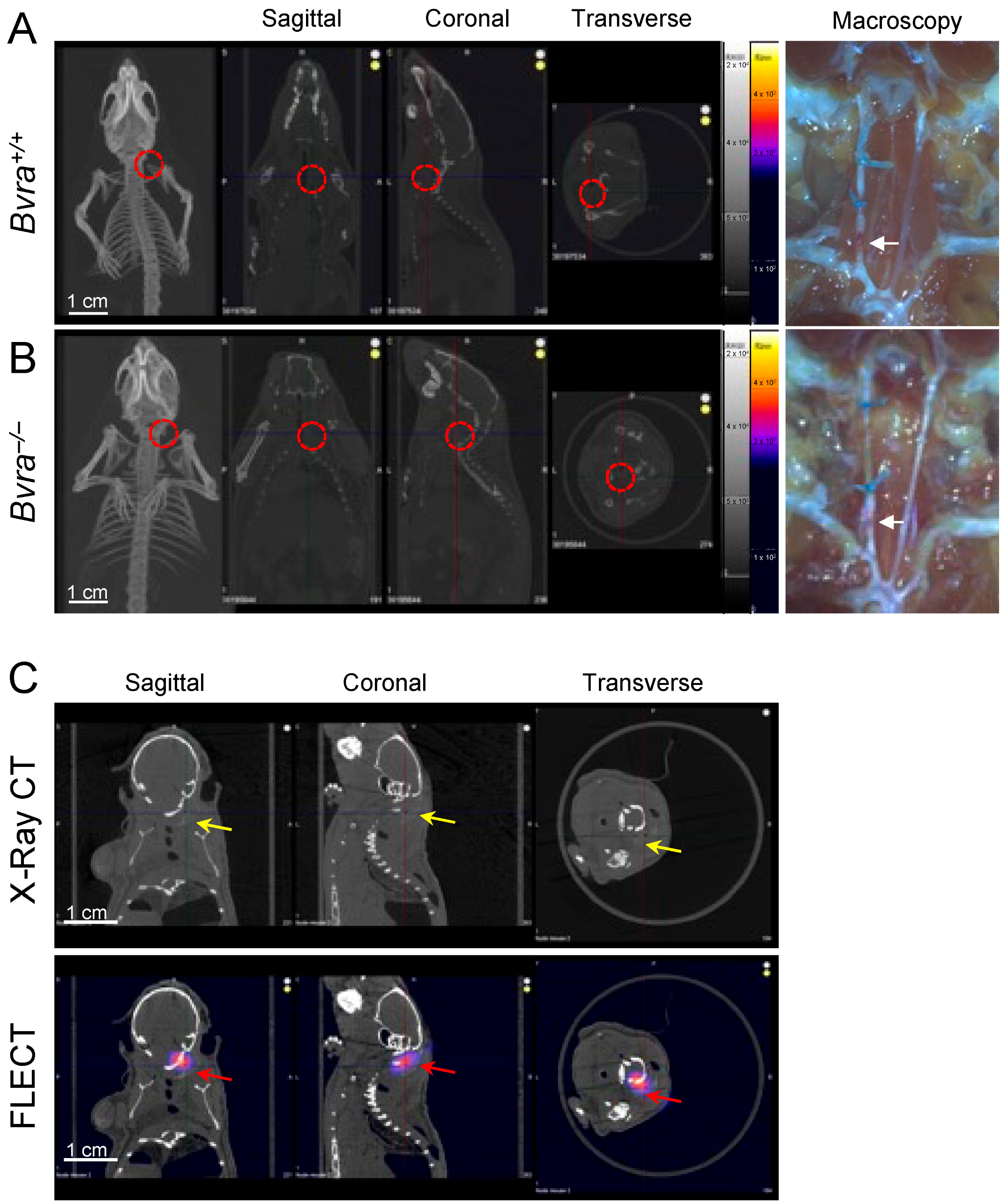 Ijms 24 10727 g001 Ijms 24 10727 g001