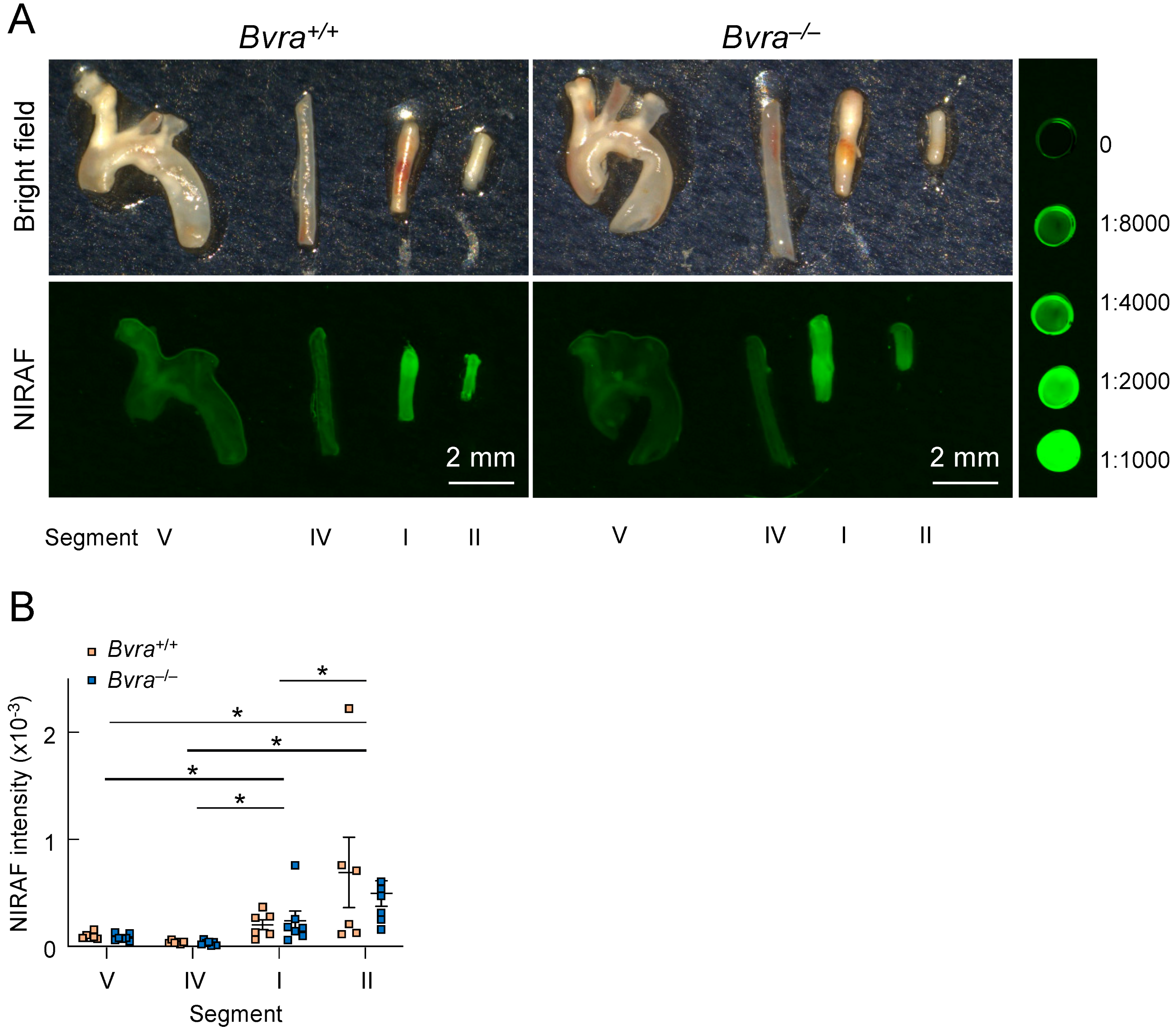 Ijms 24 10727 g003 Ijms 24 10727 g003
