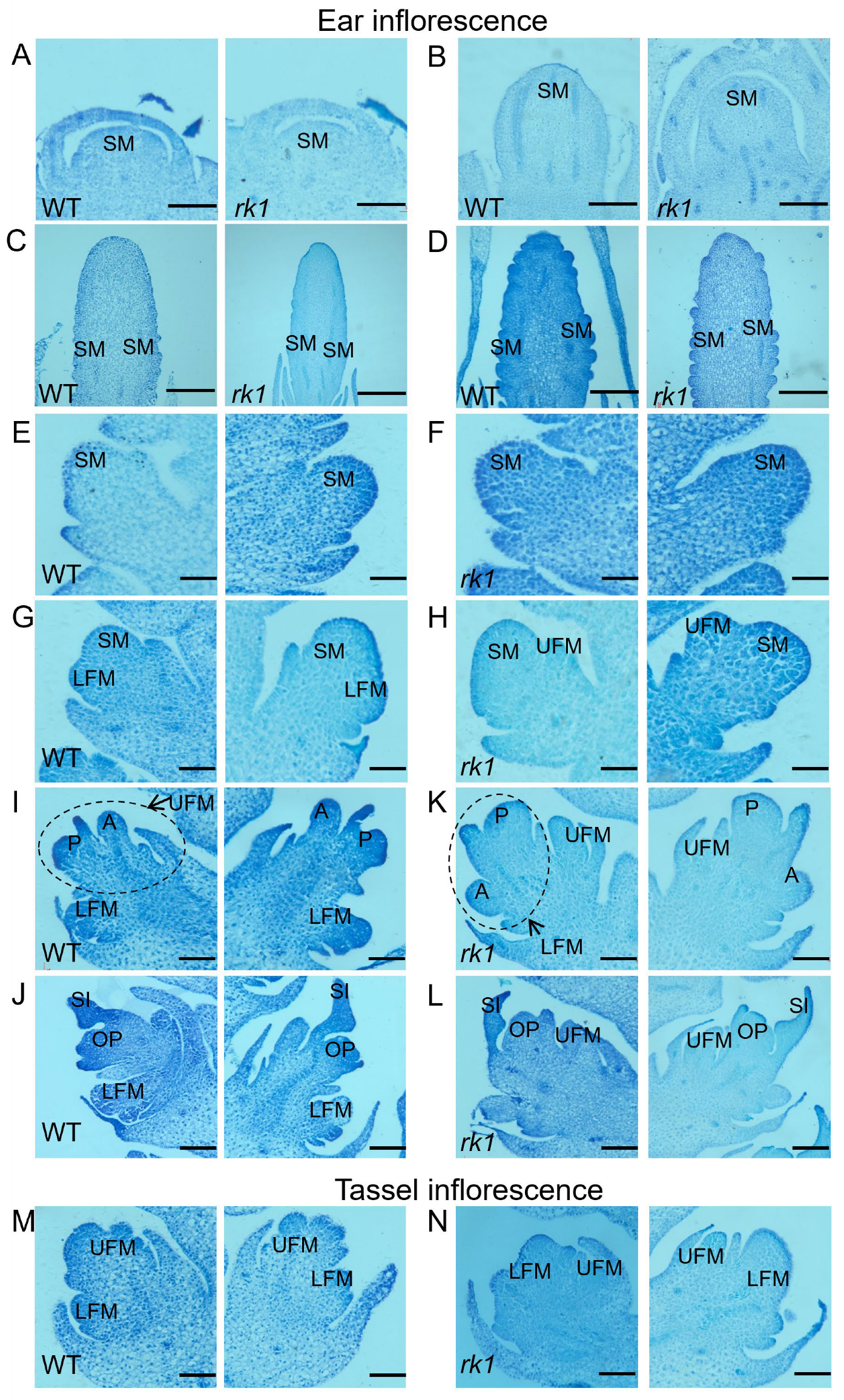 Ijms 24 10728 g003 Ijms 24 10728 g003