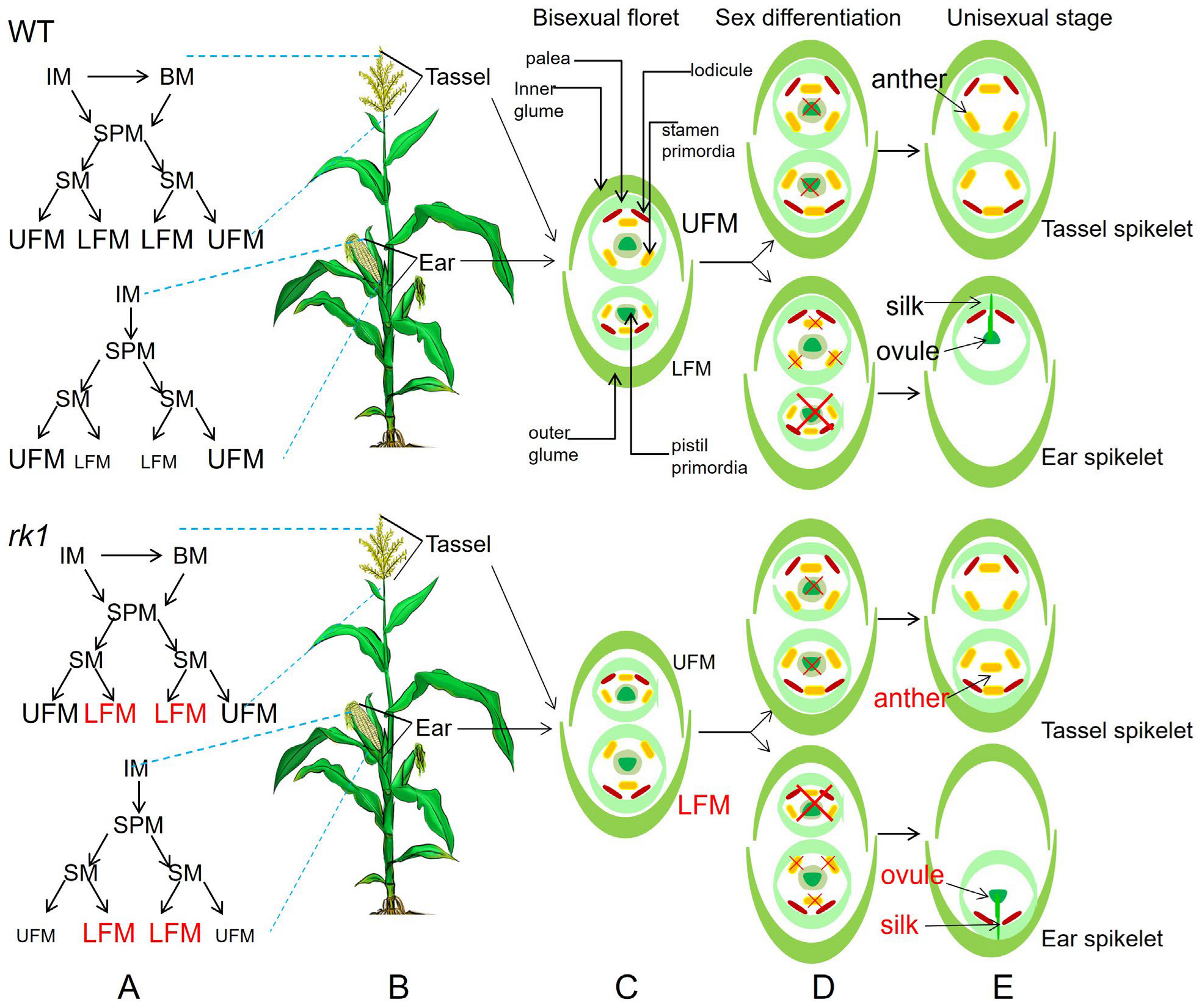Ijms 24 10728 g005 Ijms 24 10728 g005