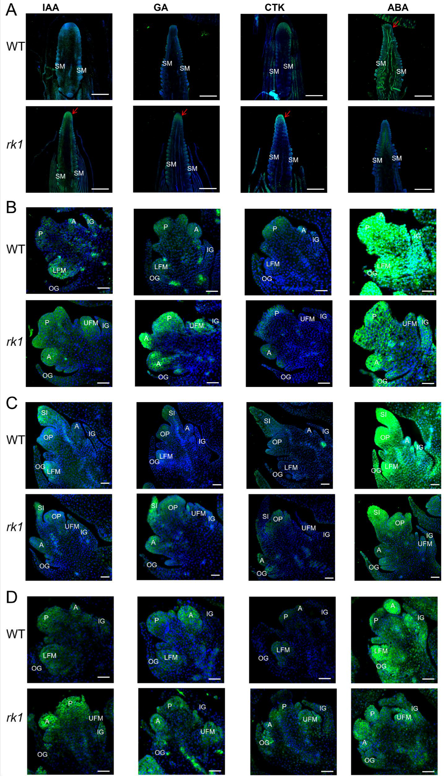 Ijms 24 10728 g008 Ijms 24 10728 g008