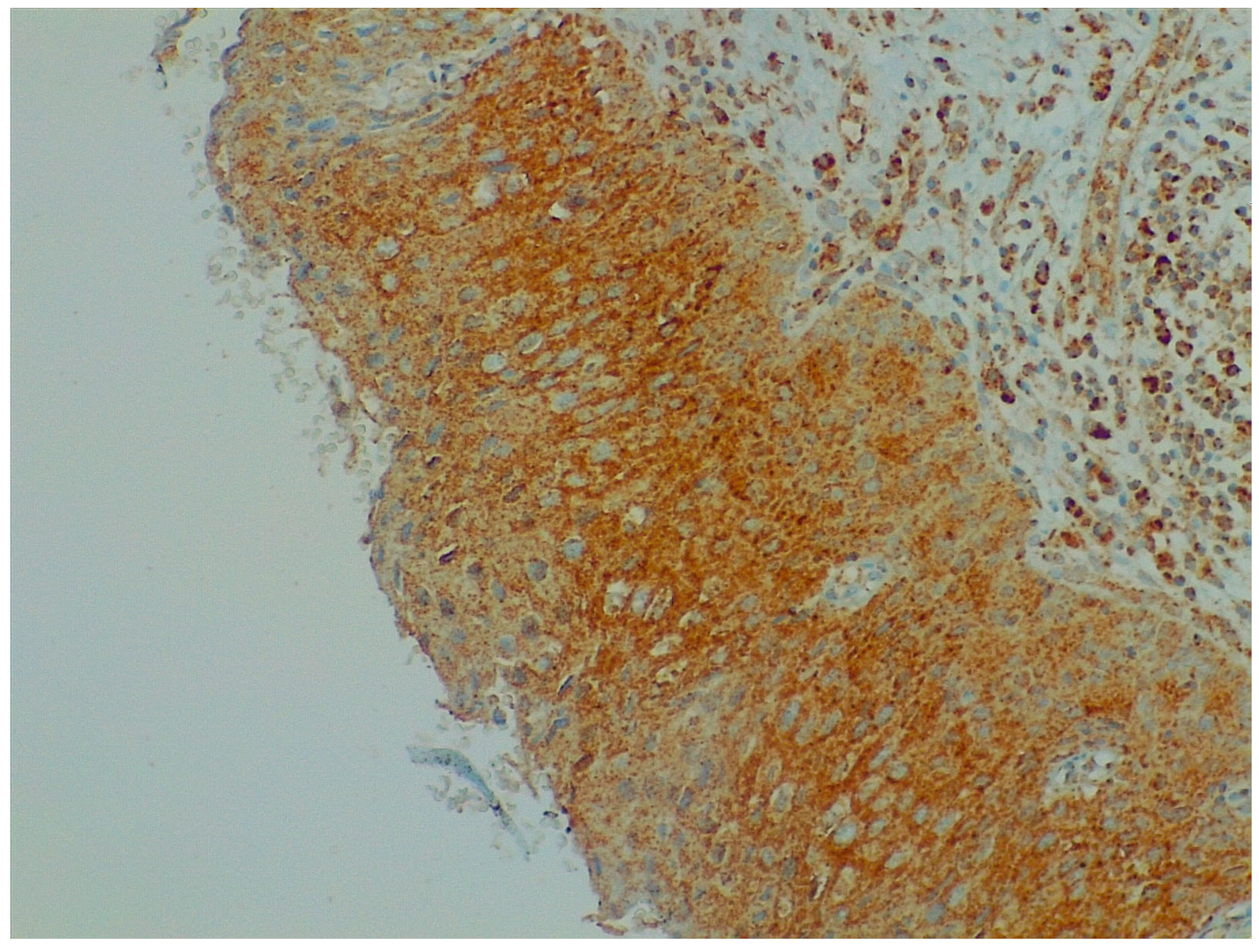 Ijms 24 10729 g002 Ijms 24 10729 g002