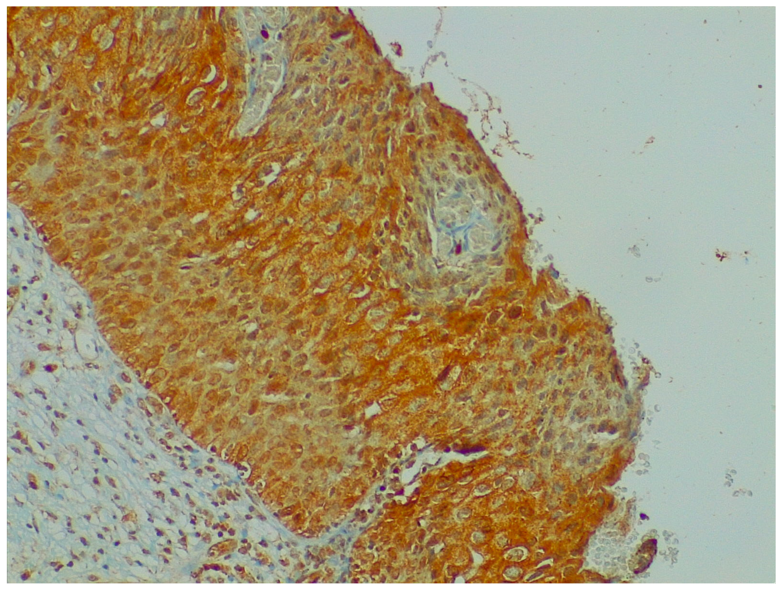 Ijms 24 10729 g004 Ijms 24 10729 g004