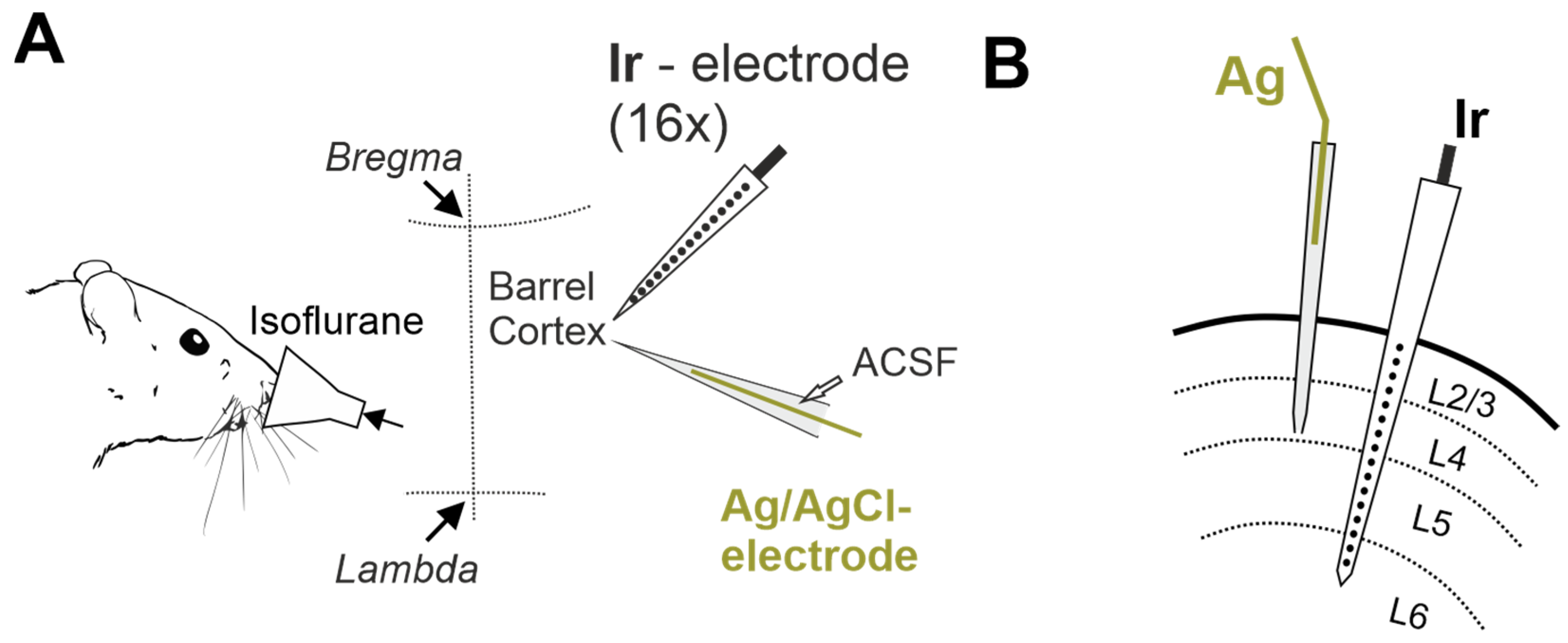 Ijms 24 10769 g001 Ijms 24 10769 g001