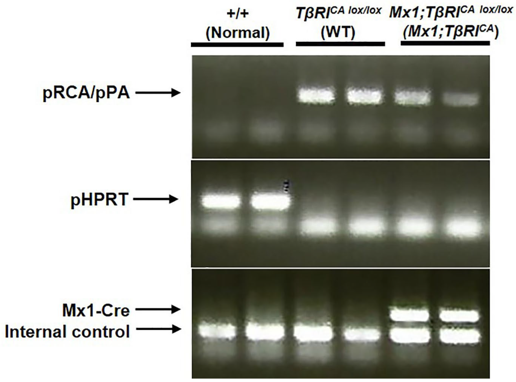 Ijms 24 10797 g001 Ijms 24 10797 g001