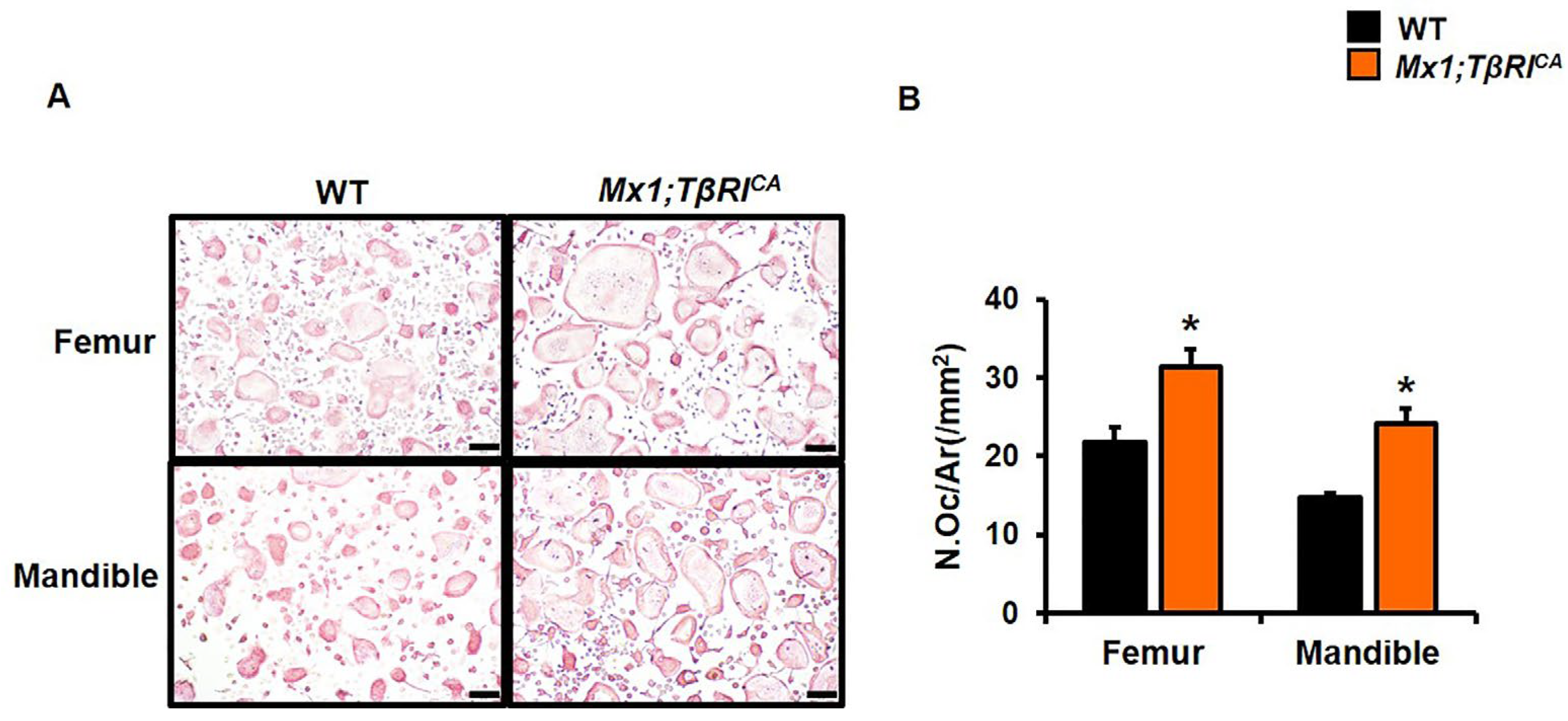 Ijms 24 10797 g005 Ijms 24 10797 g005