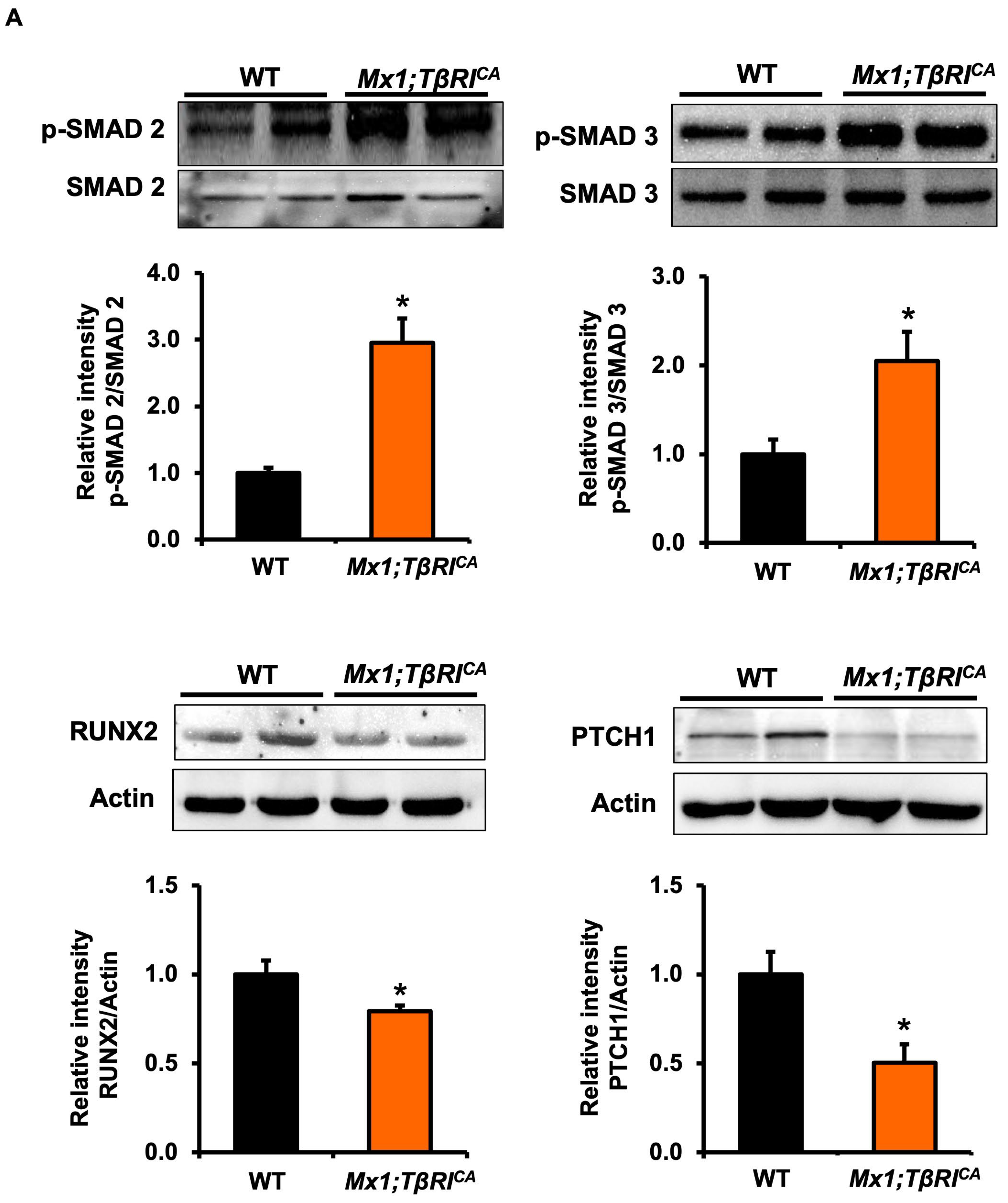 Ijms 24 10797 g008a Ijms 24 10797 g008a
