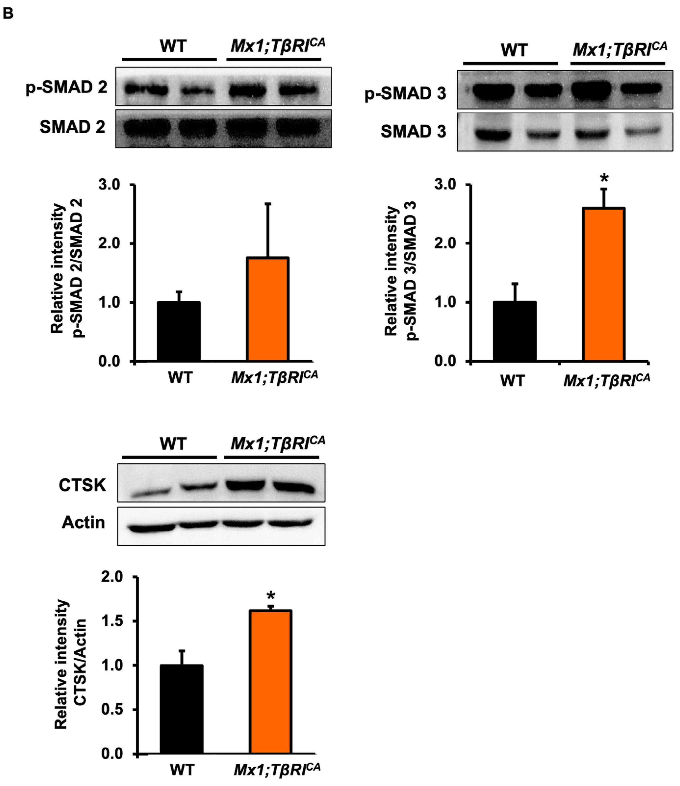 Ijms 24 10797 g008b Ijms 24 10797 g008b