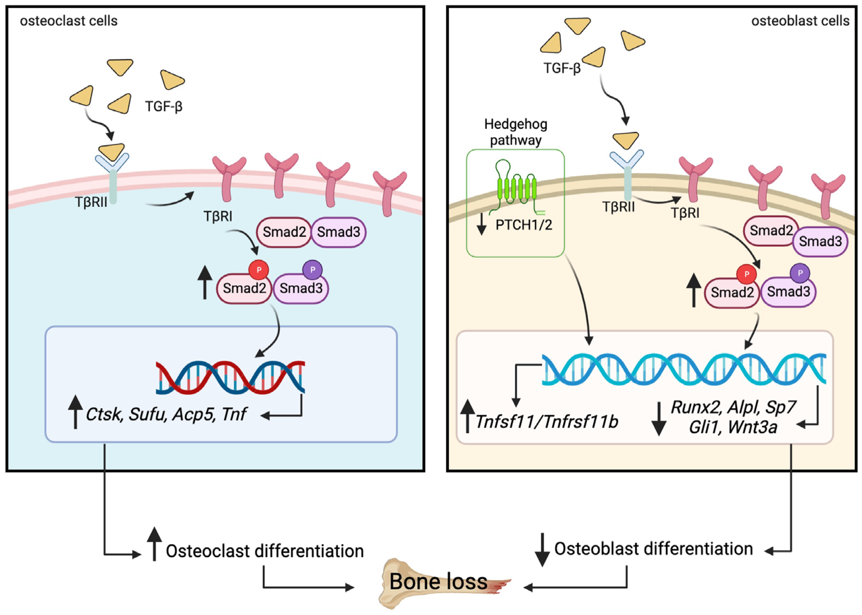 Ijms 24 10797 g010 Ijms 24 10797 g010