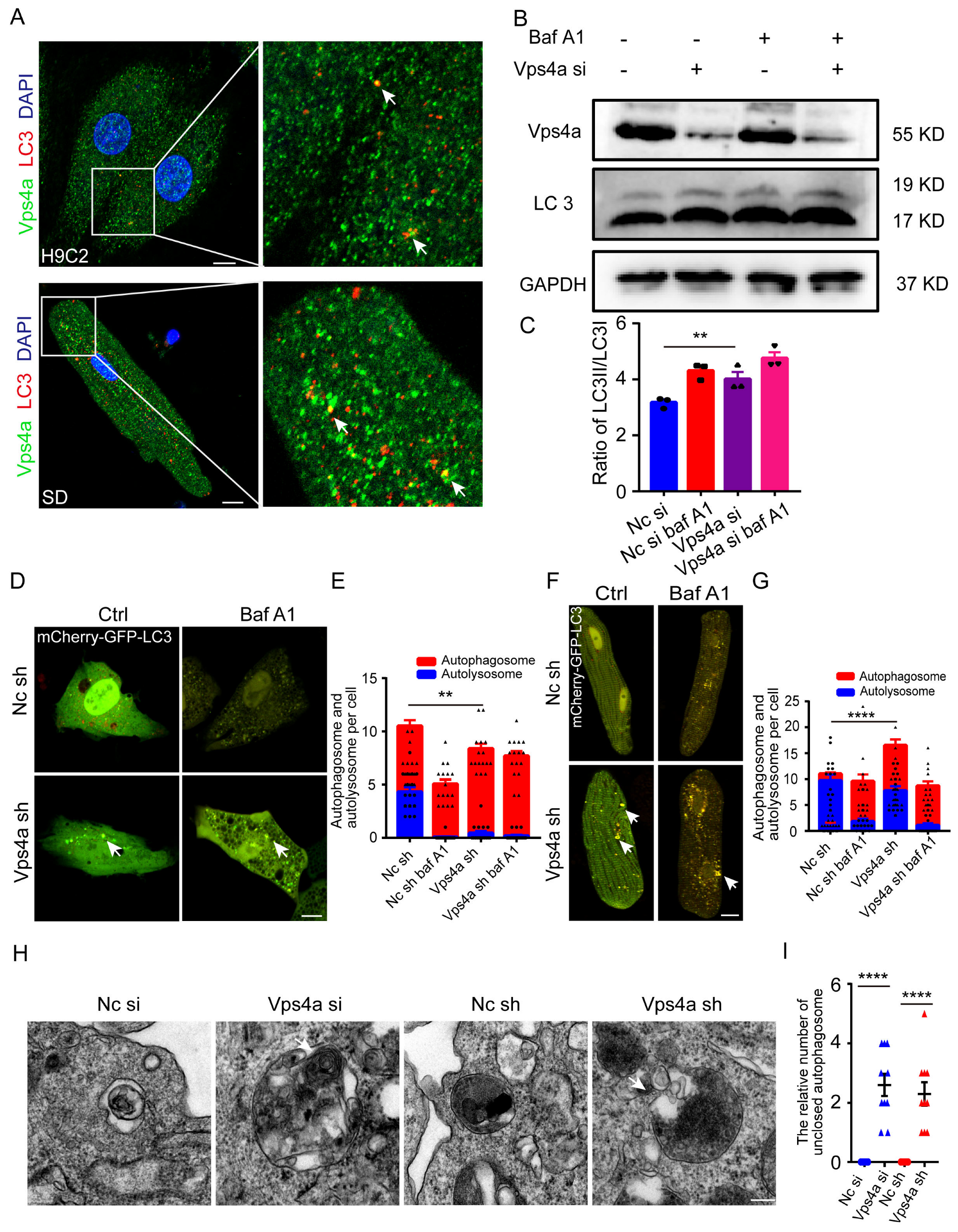 Ijms 24 10800 g005 Ijms 24 10800 g005