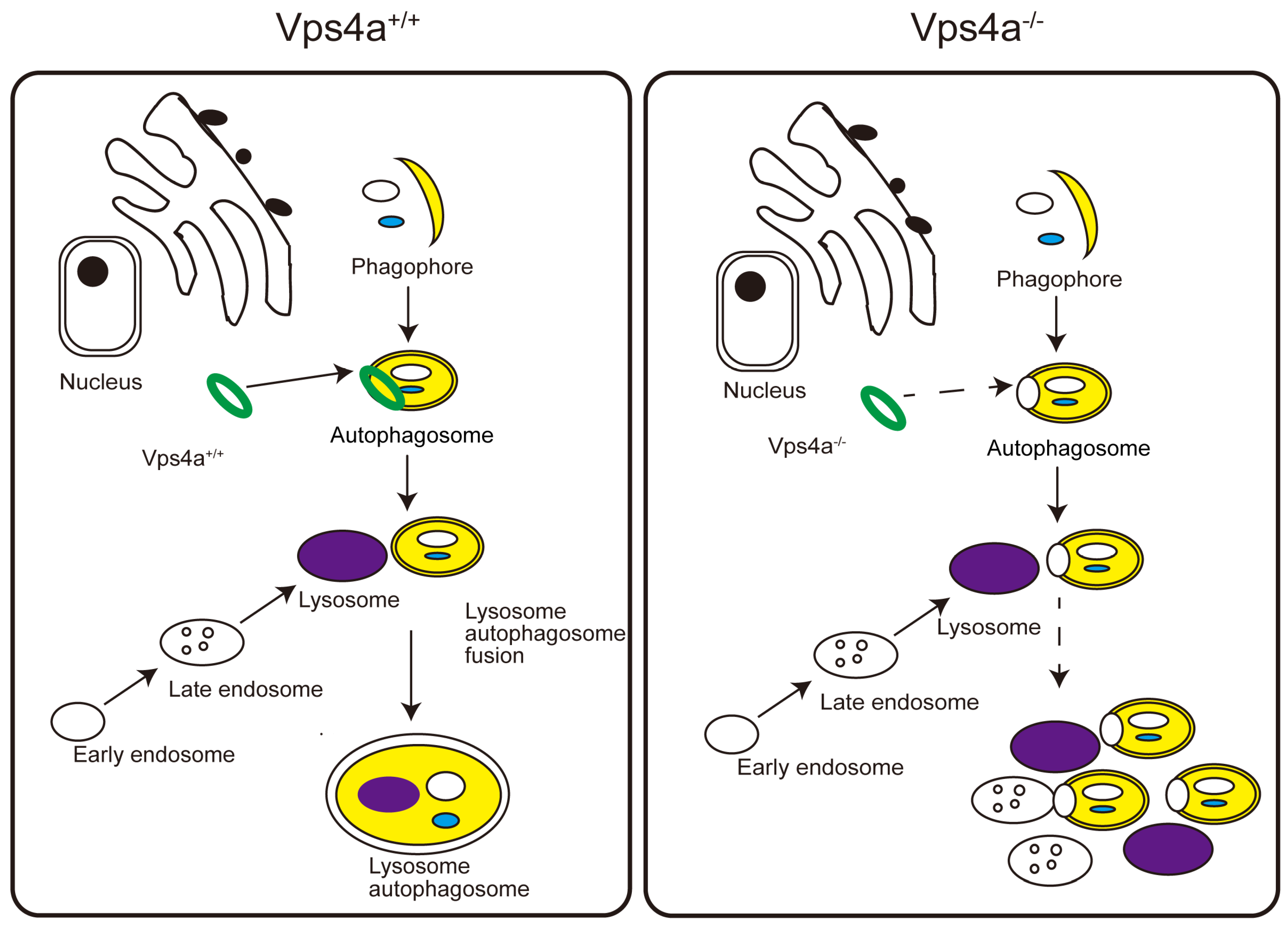 Ijms 24 10800 g006 Ijms 24 10800 g006