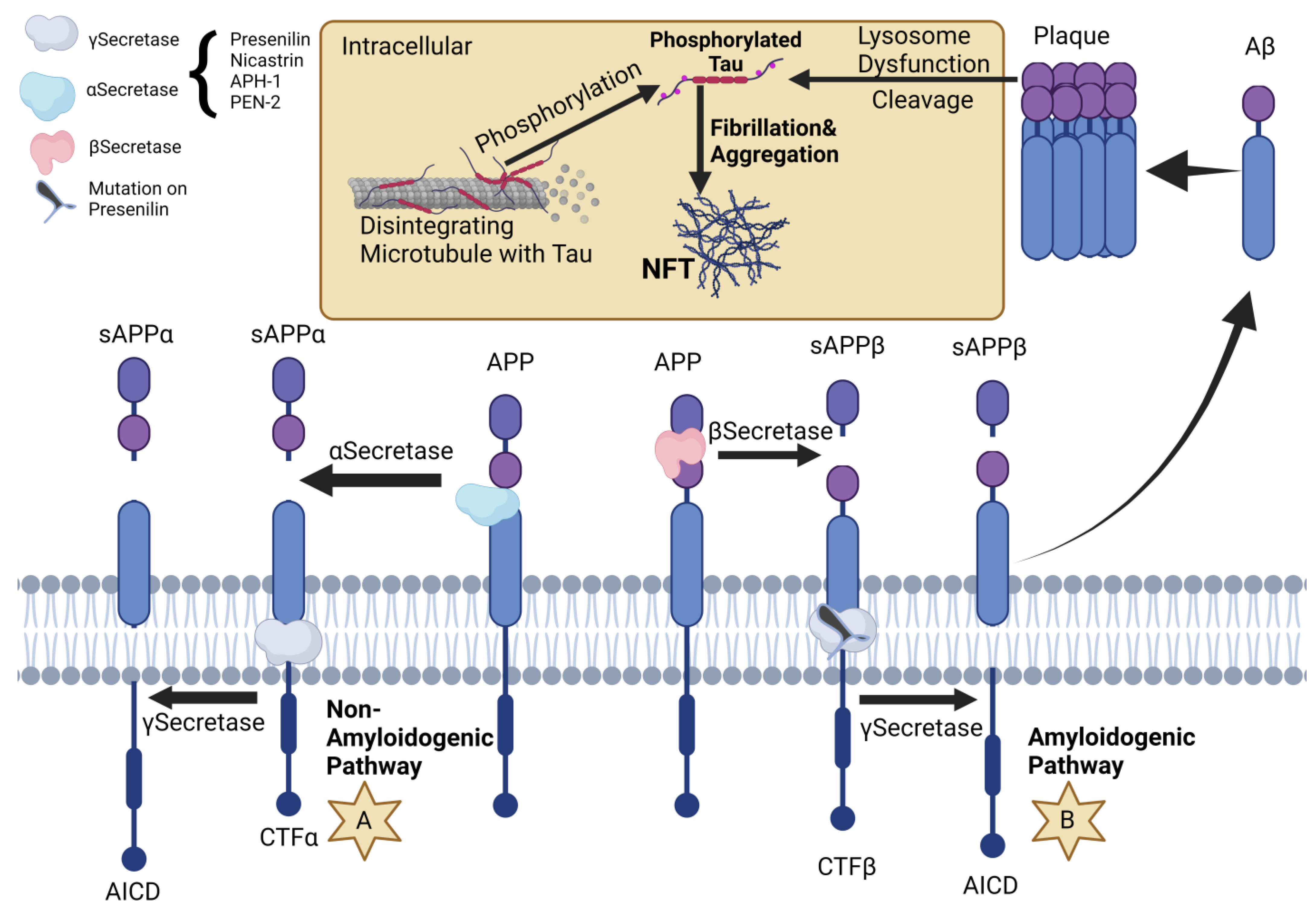 Ijms 24 10809 g001 Ijms 24 10809 g001