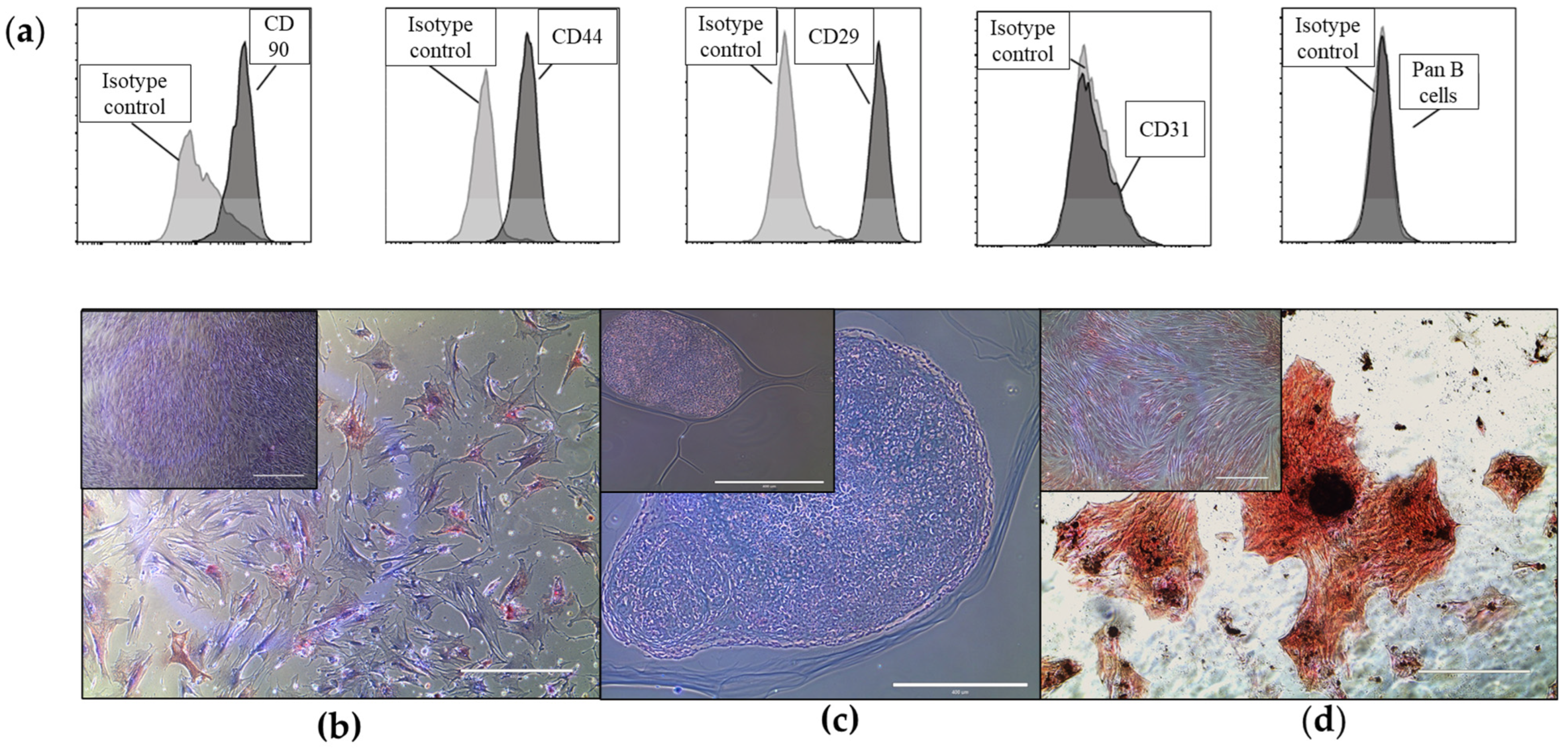 Ijms 24 10857 g001 Ijms 24 10857 g001