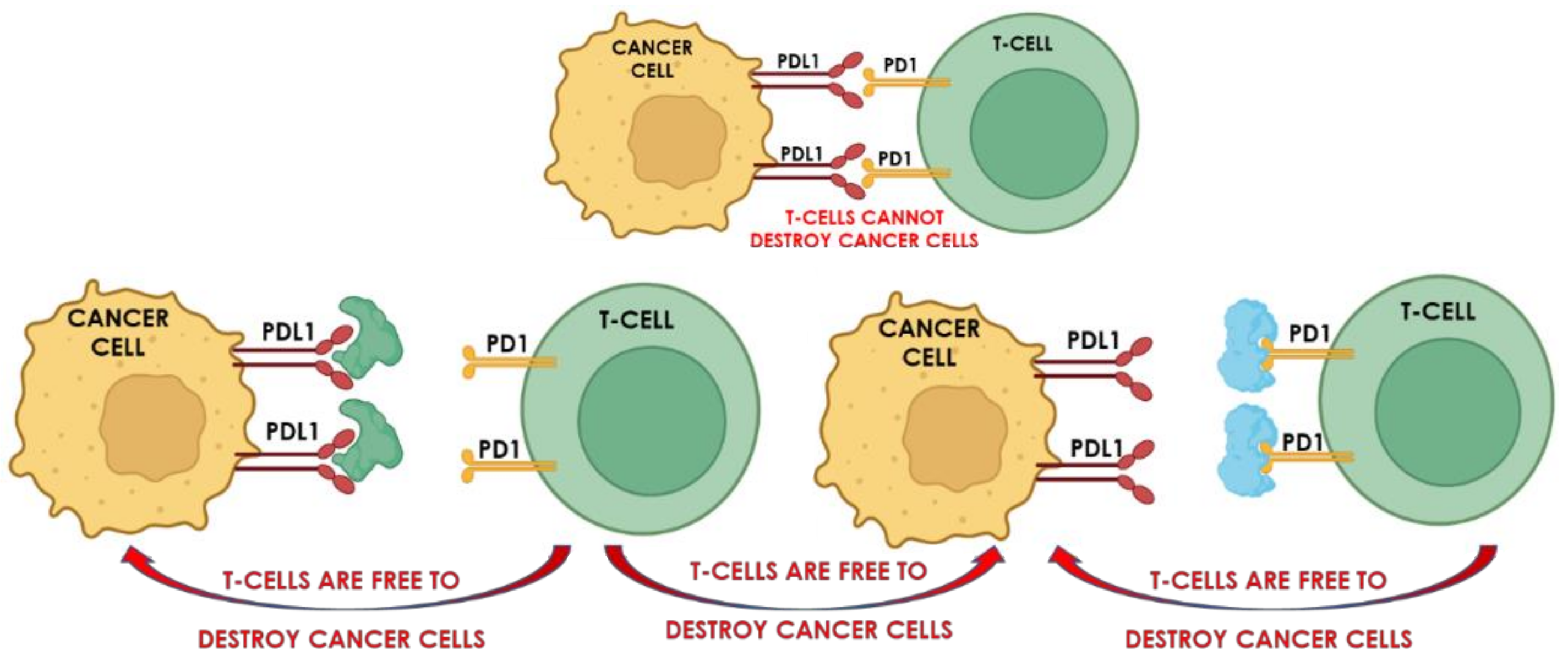 Ijms 24 10875 g006 Ijms 24 10875 g006