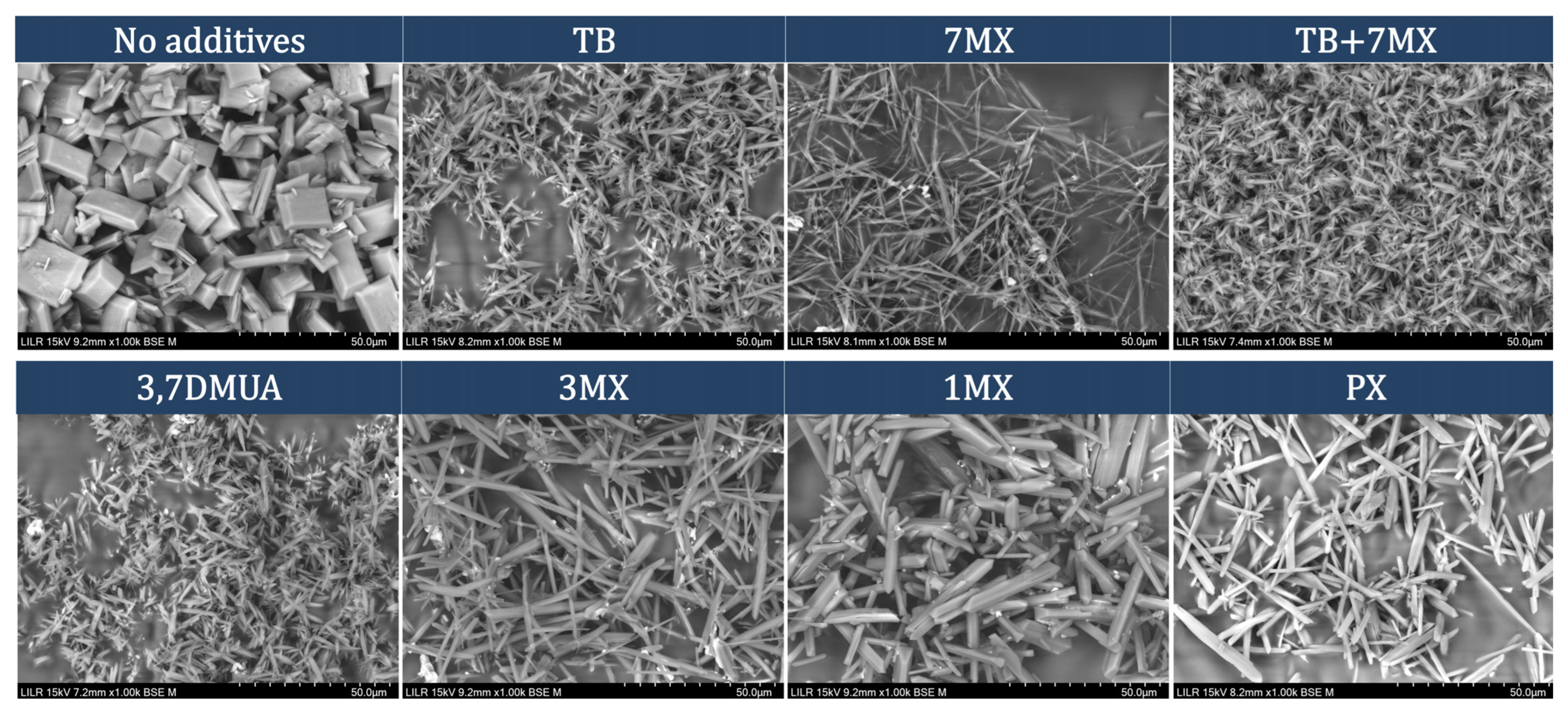 Ijms 24 10879 g004 Ijms 24 10879 g004