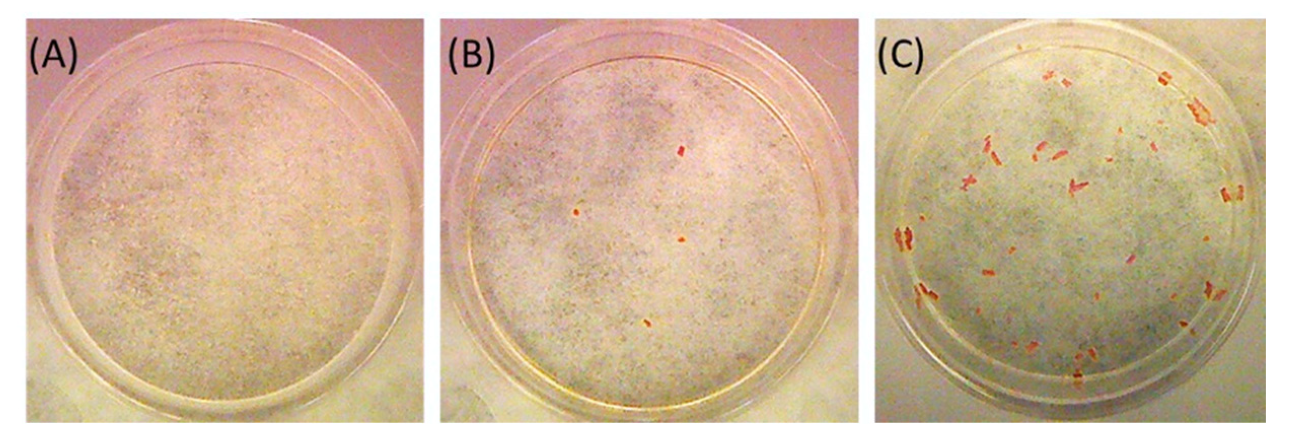 Ijms 24 10879 g009 Ijms 24 10879 g009