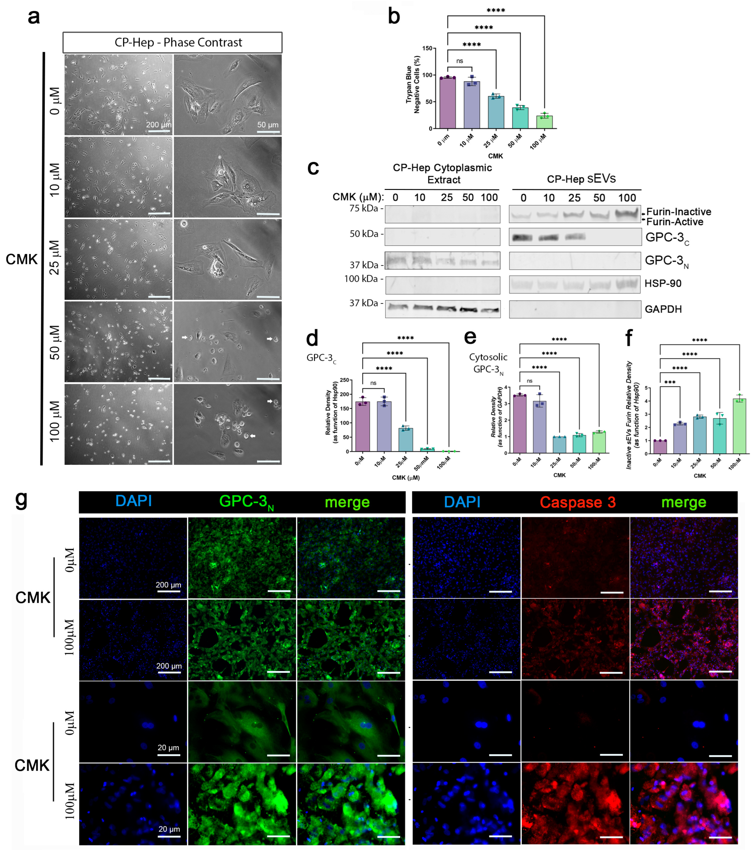Ijms 24 10922 g003 Ijms 24 10922 g003