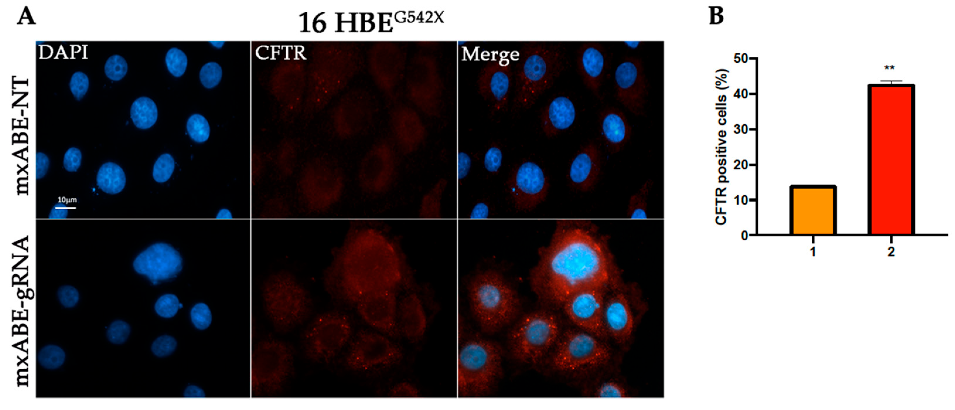 Ijms 24 10940 g006 Ijms 24 10940 g006