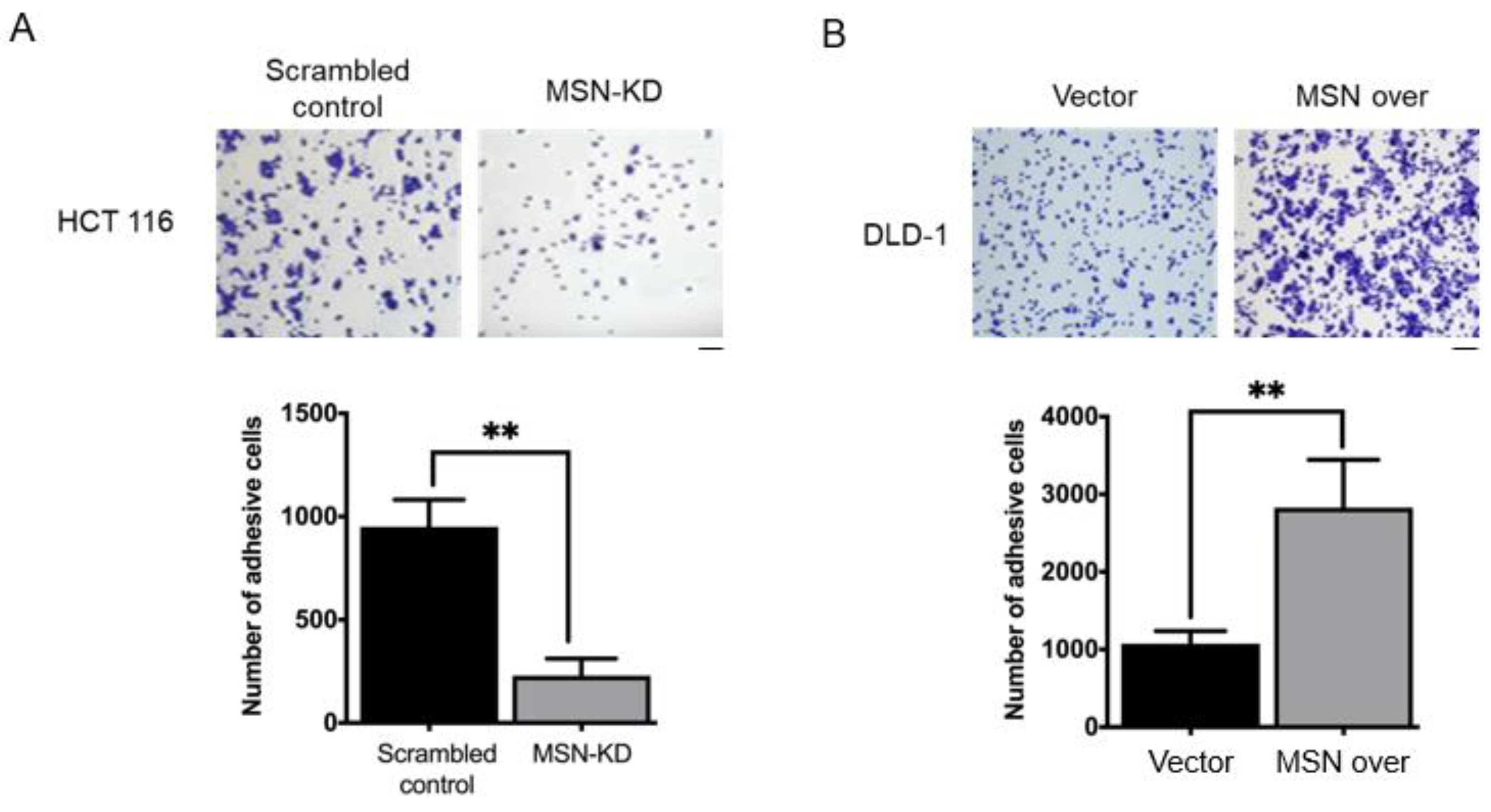 Ijms 24 10951 g004 Ijms 24 10951 g004