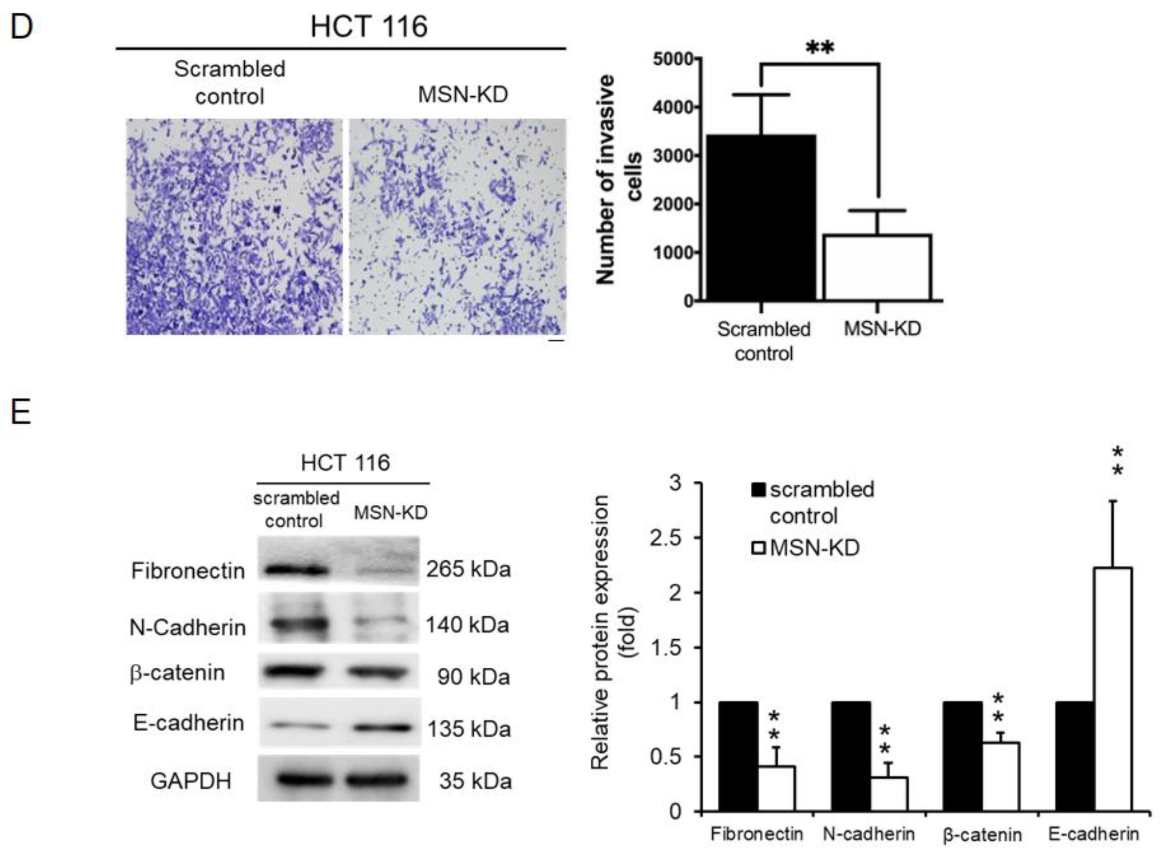 Ijms 24 10951 g005b Ijms 24 10951 g005b