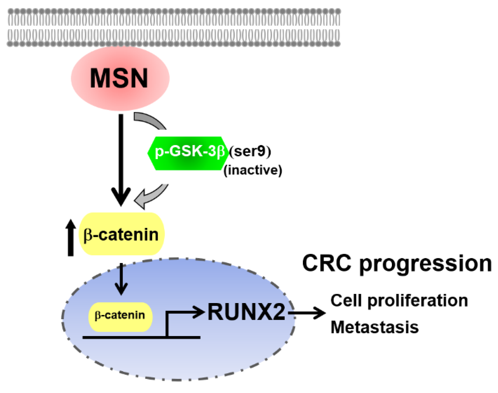 Ijms 24 10951 g010 Ijms 24 10951 g010