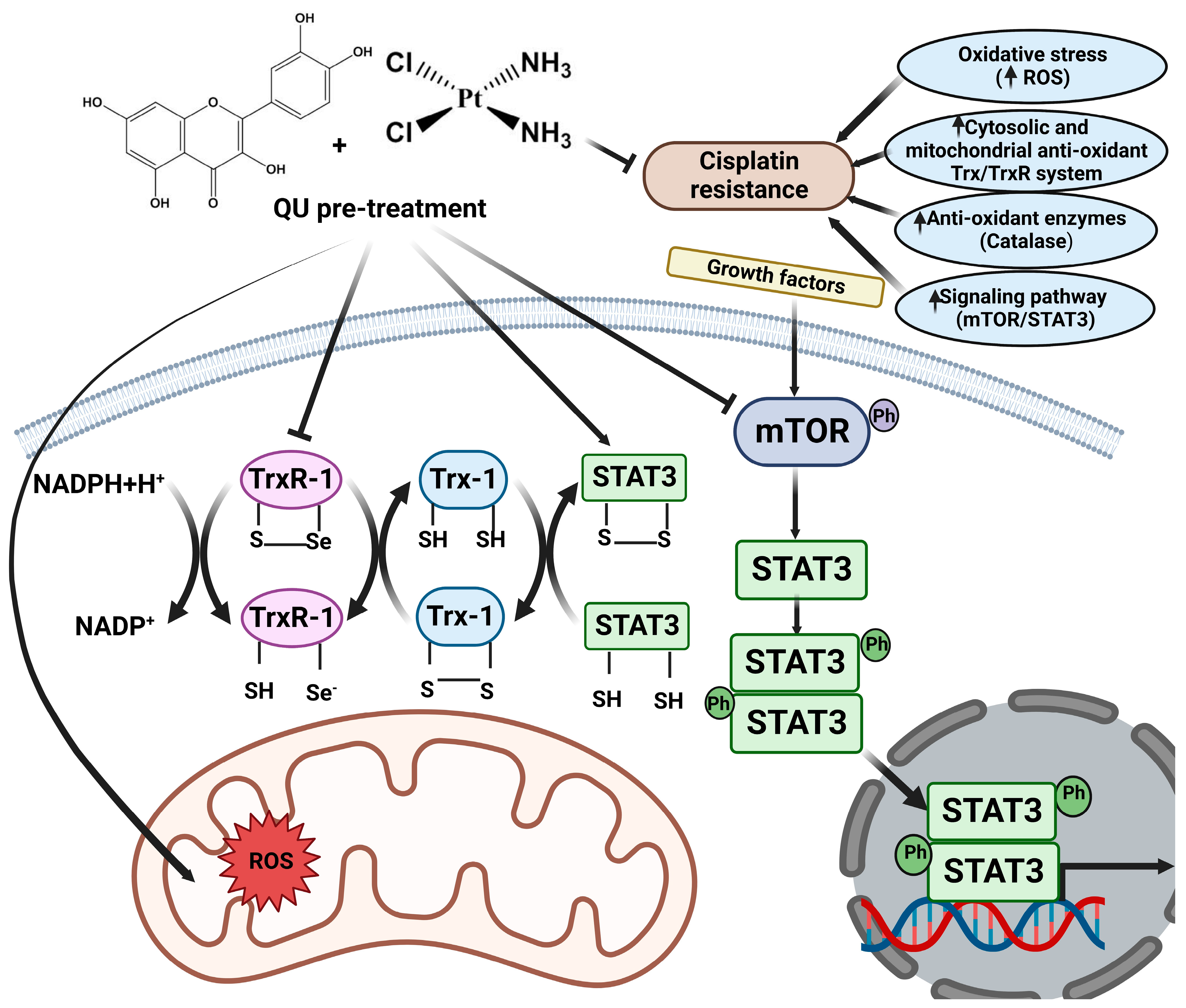 Ijms 24 10960 g007 Ijms 24 10960 g007